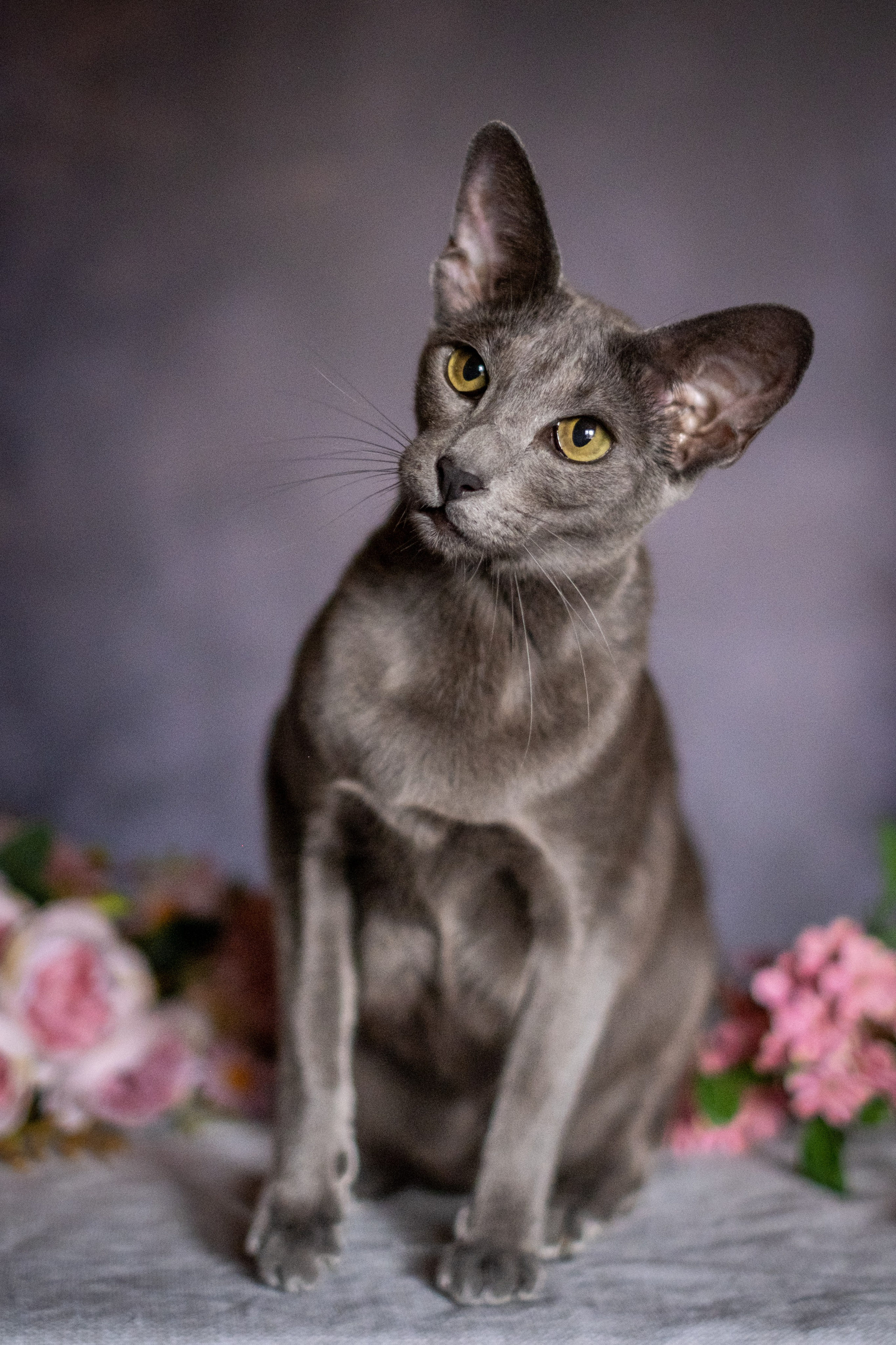 Веселая компания для Аллы) французы флаффи, пудели, ориенталы. Зоофотограф, фотограф животных в Москве и области Дина Дамоцева