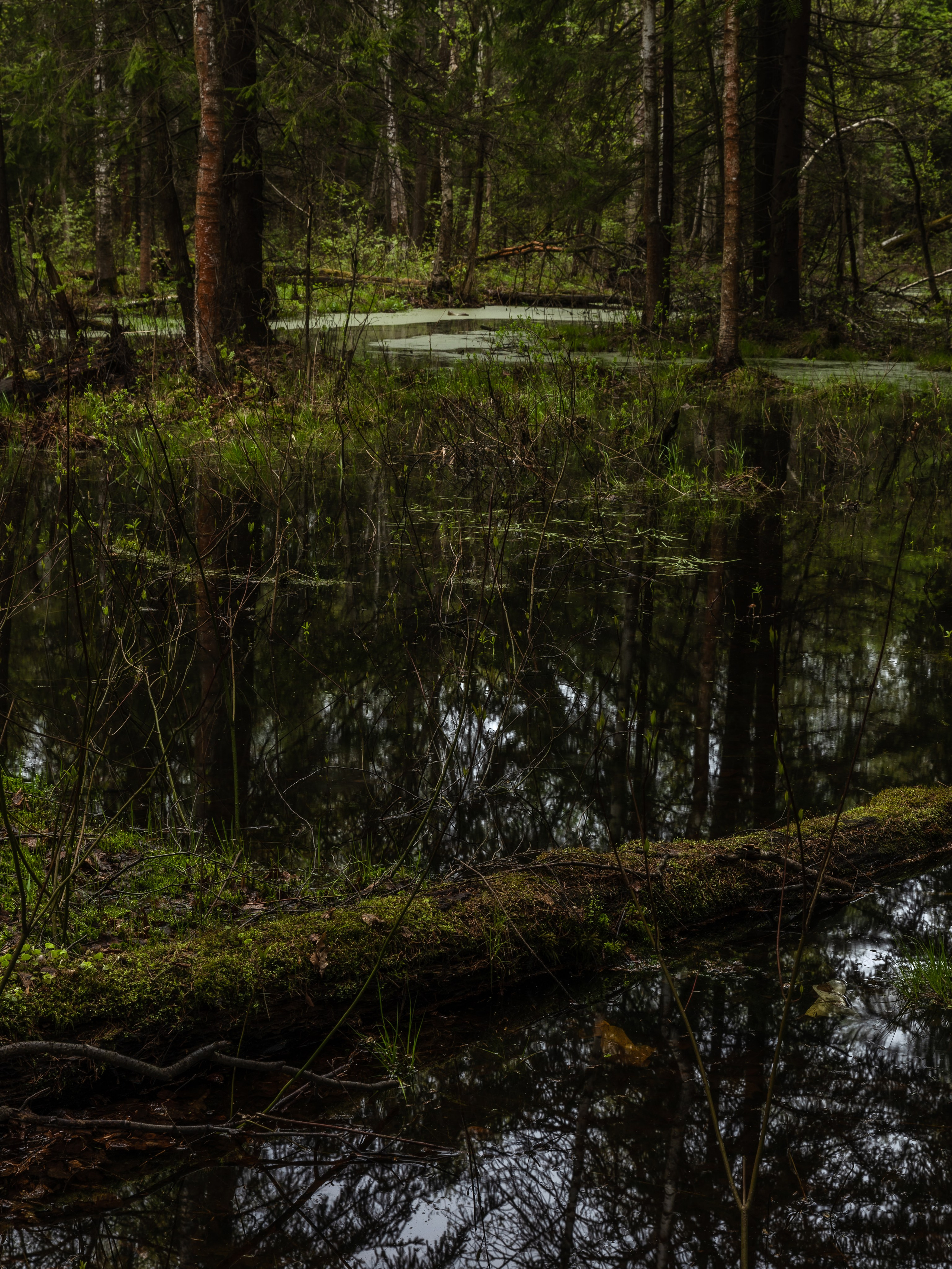 Лосиный остров, май 2023. Фотографии