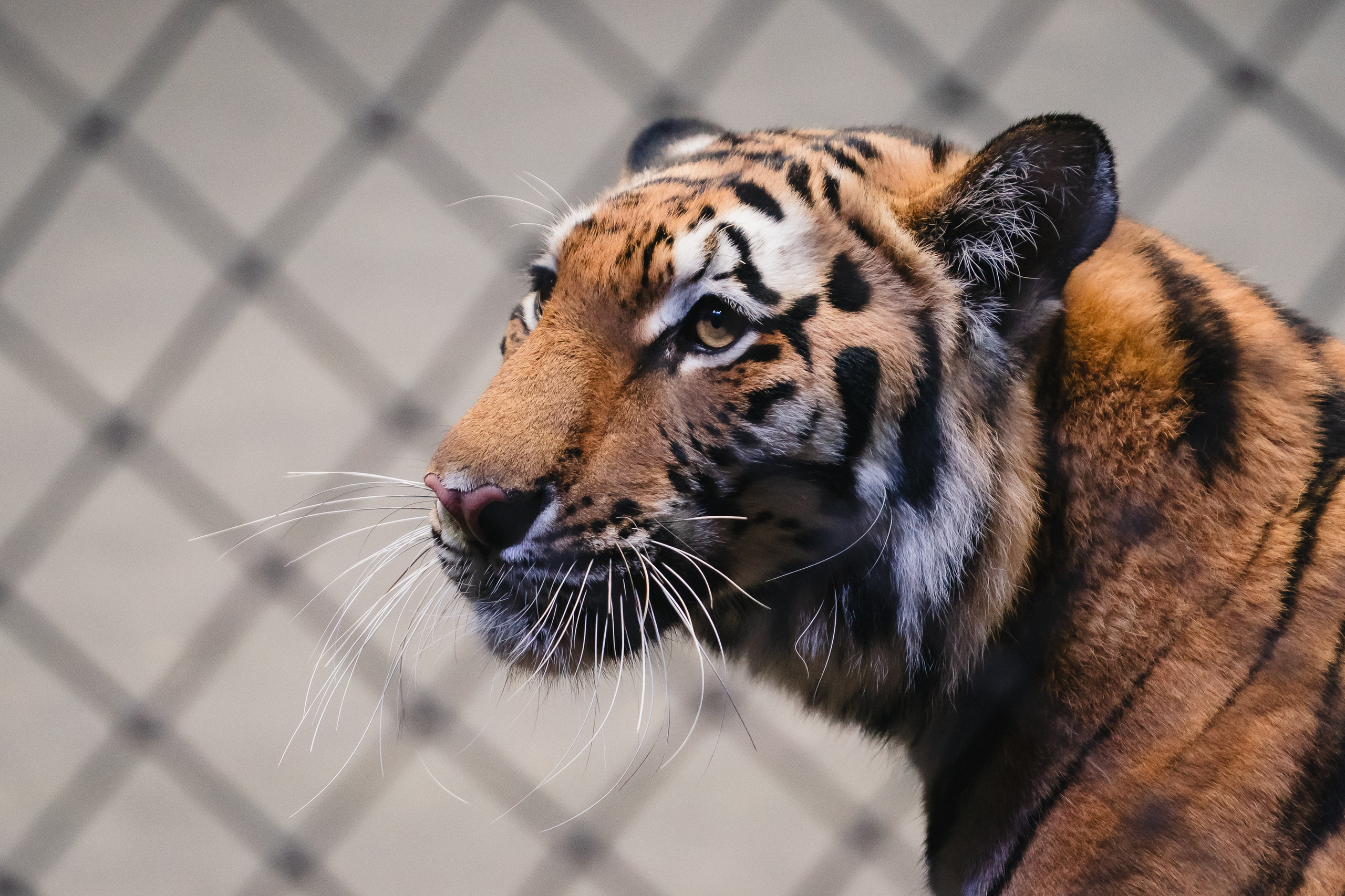 5 Континентов — Открытая репетиция. Воробьева Ксения — Спортивный и танцевальный фотограф Новосибирск