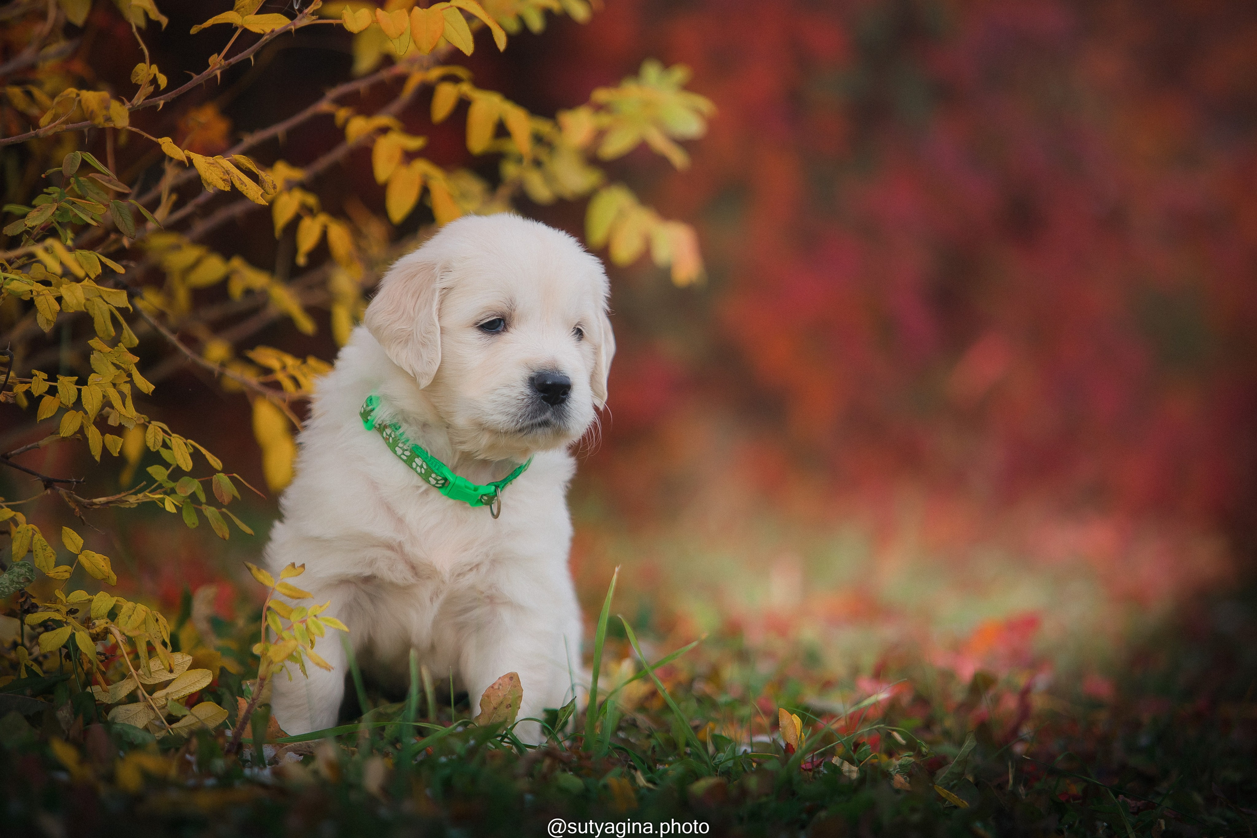Зеленая лента. Свадебный и женский фотограф