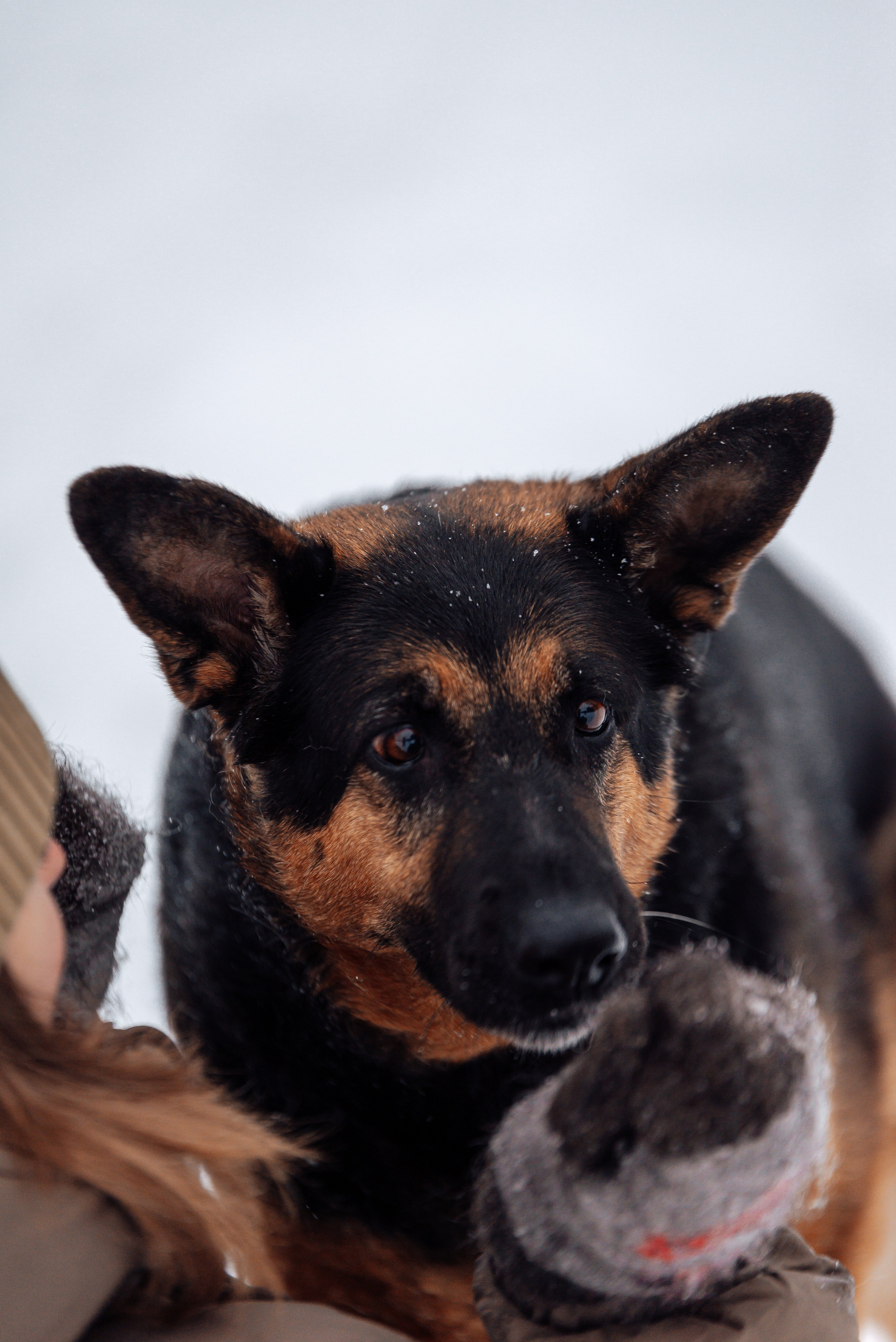 Светлана, Альфа и кошки ✨. Фотограф-анималист Анастасия Парфенова|Екатеринбург