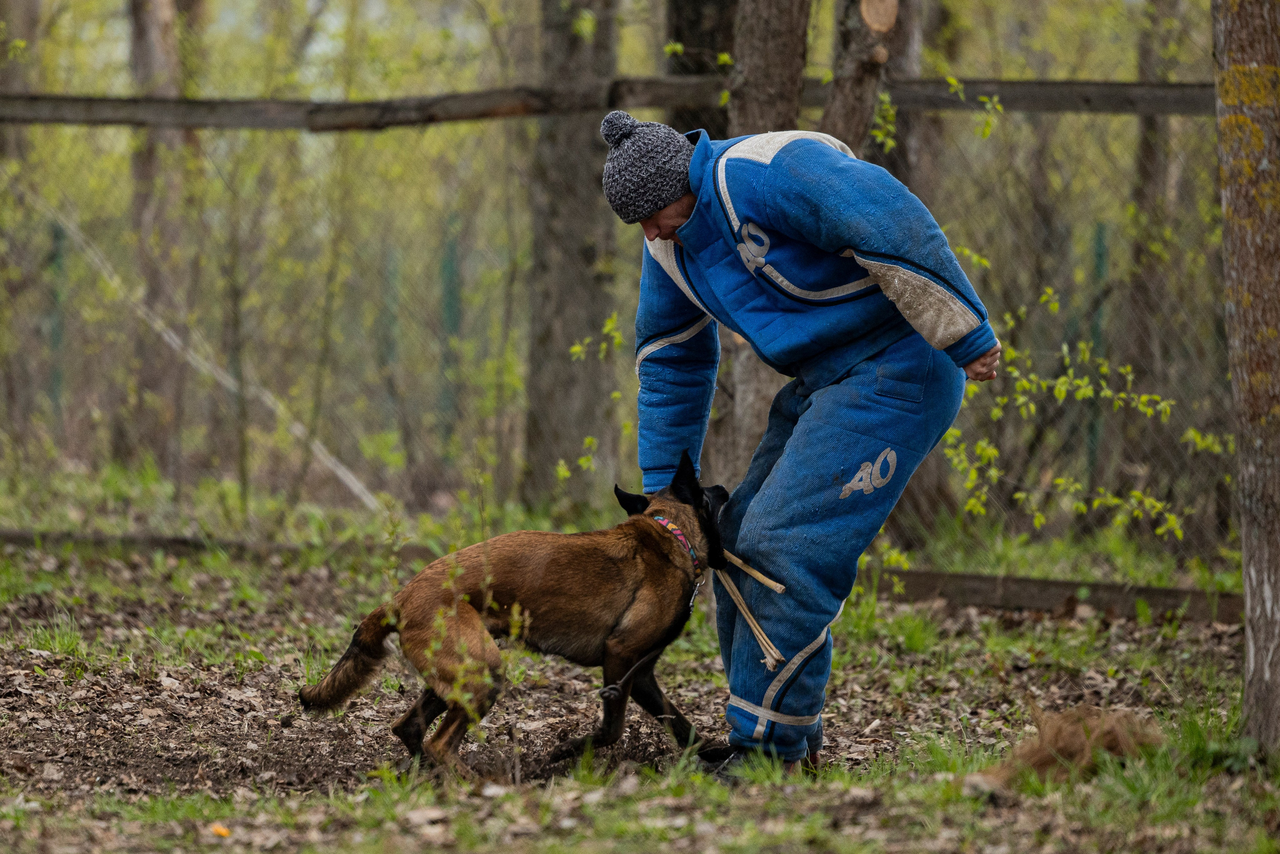 Квалификационные состязания по мондьорингу г. Вологда 11.05.24. Фотограф-анималист Анна Маринич