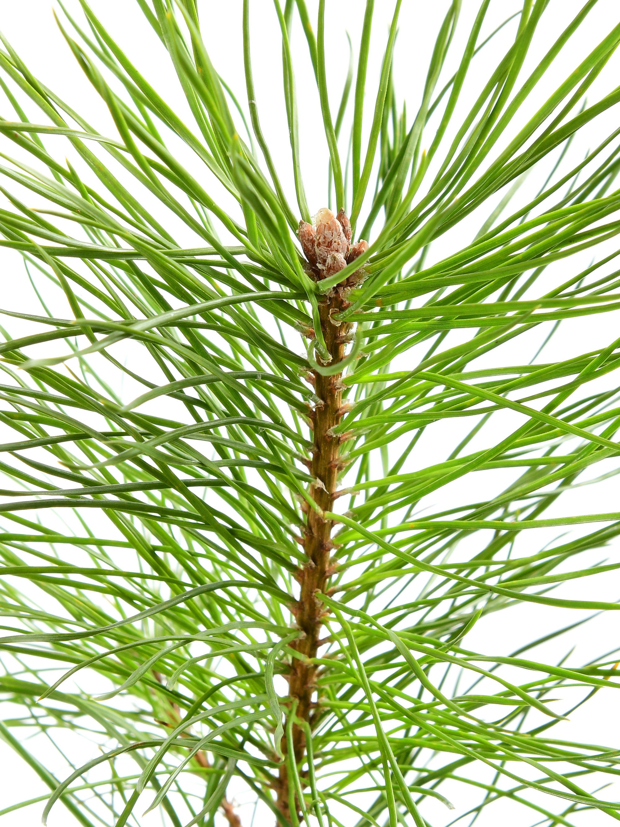 крупный ракурс ель