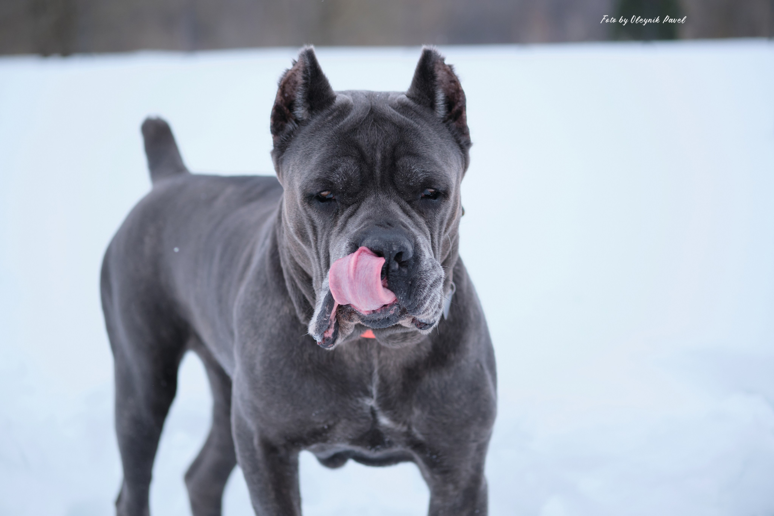 Съемка животных. Репортажная фото и видеосъемка в Москве под ключ