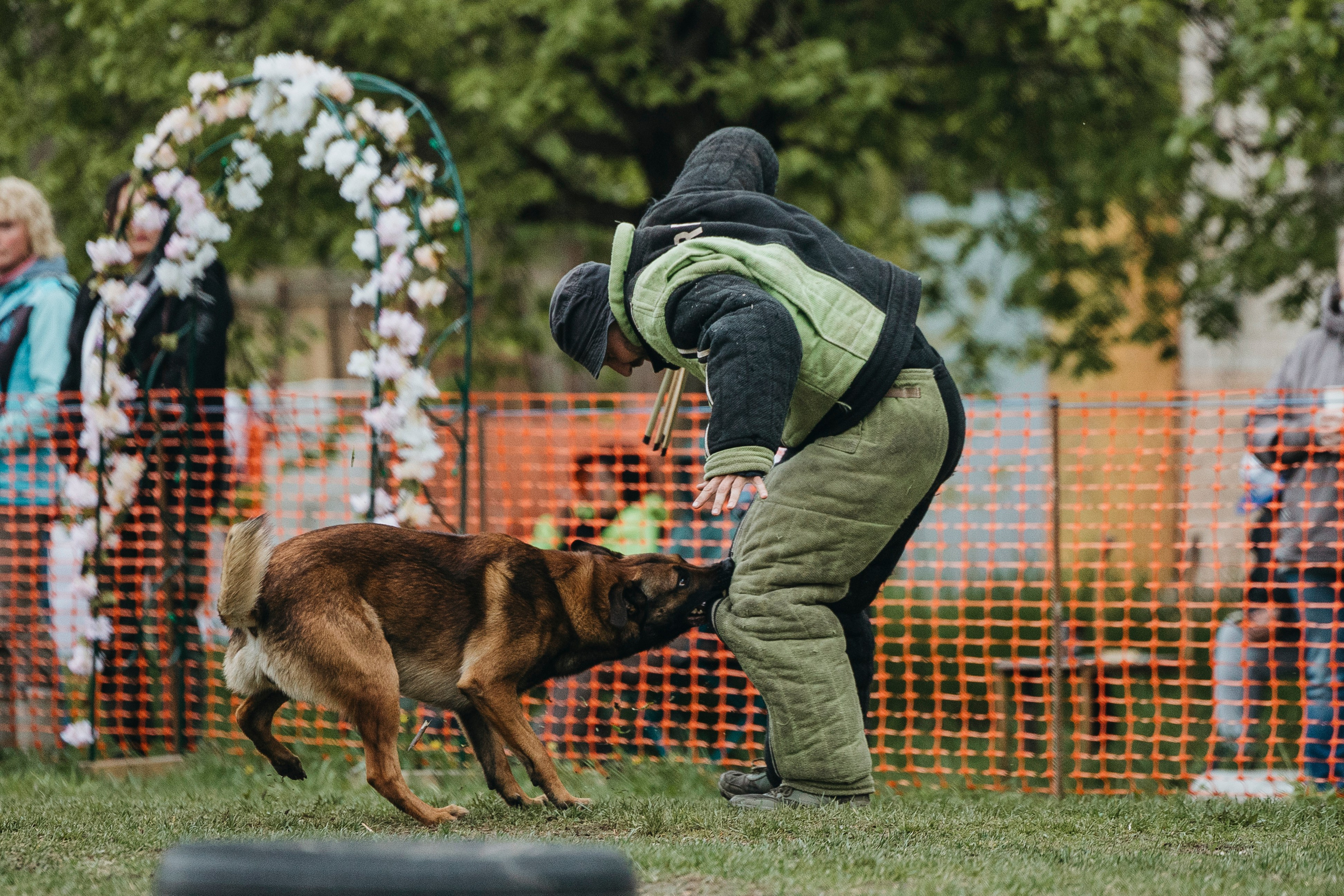 26.05.25 г. Пушкин квалификационные соревнования. Фотограф-анималист Анна Маринич