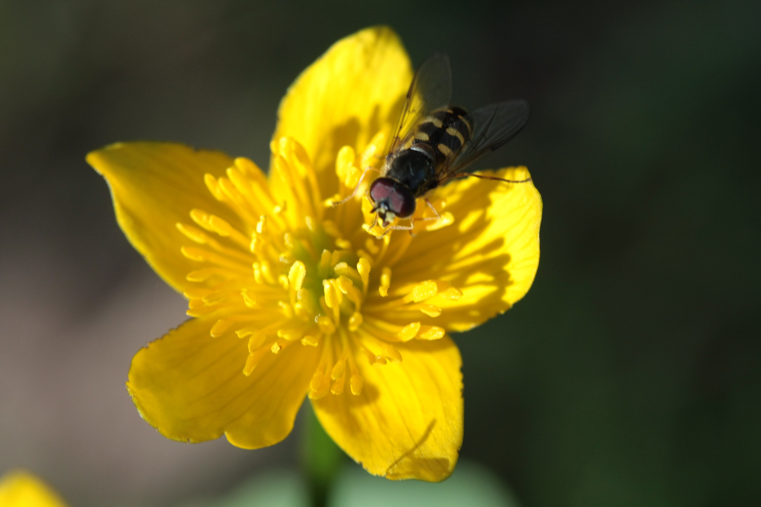Фото Природы Забайкалья. Студия Максима Белослюдцева