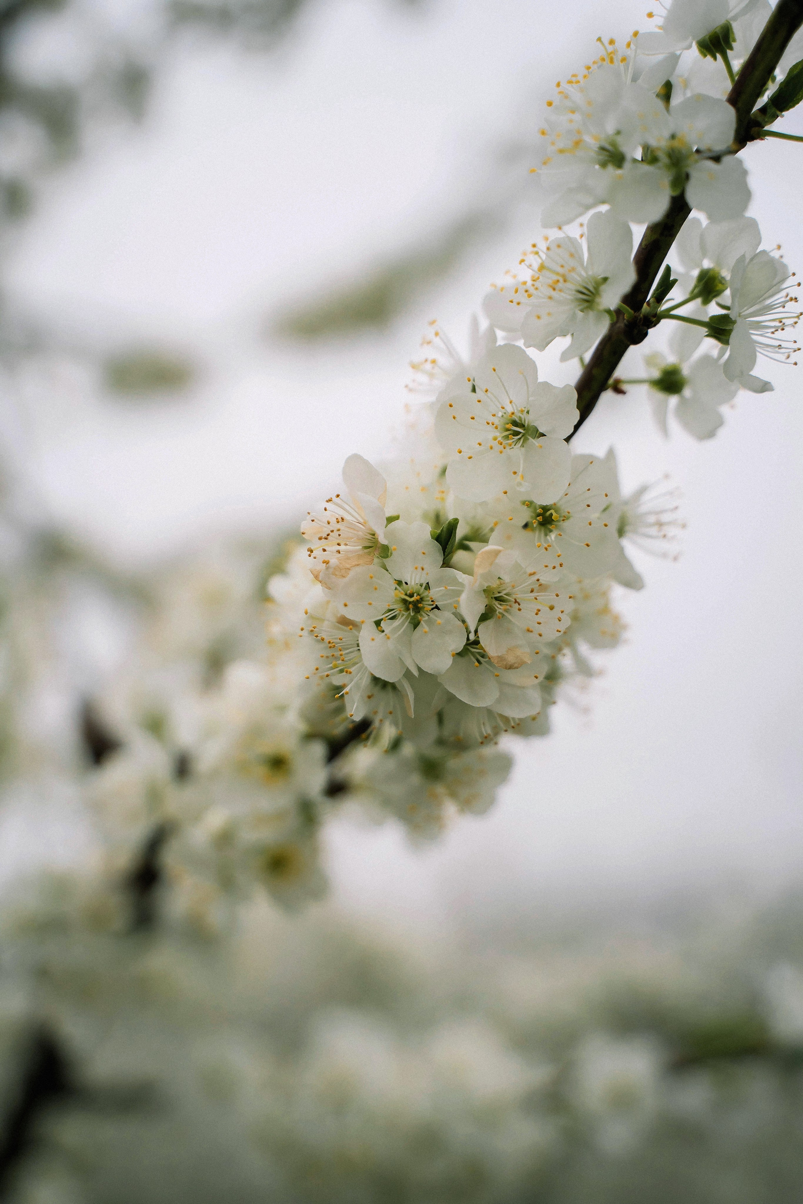 Ангелина. Татьяна Тагель