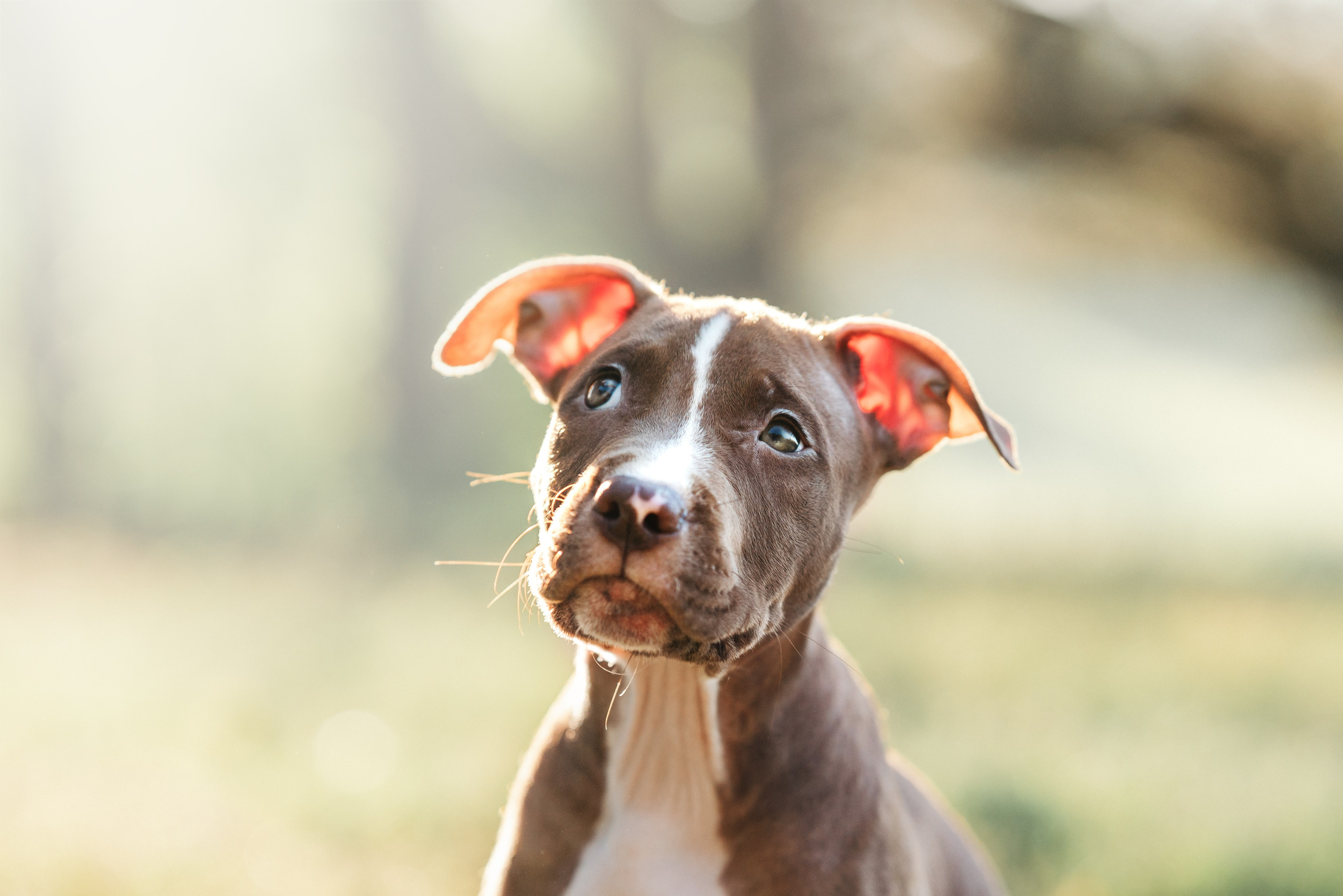 АПБТ. Фотограф анималист Осипчикова Мария
