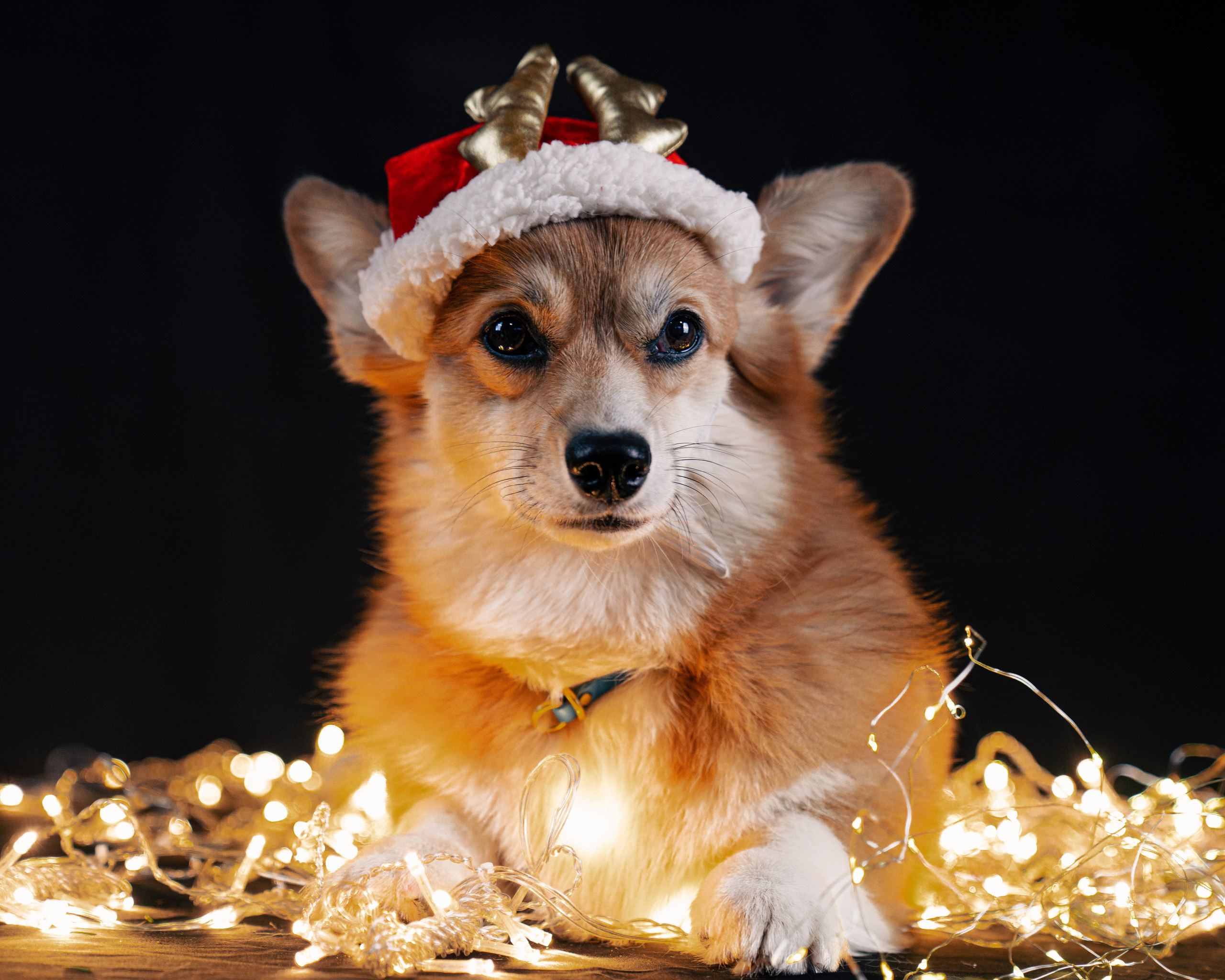 ФОТОПАМЯТЬ ВАШИХ ЭМОЦИЙ. Фотограф-анималист, семейный фотограф в Москве и Подмосковье. Фотосъёмка кинологических дисциплин