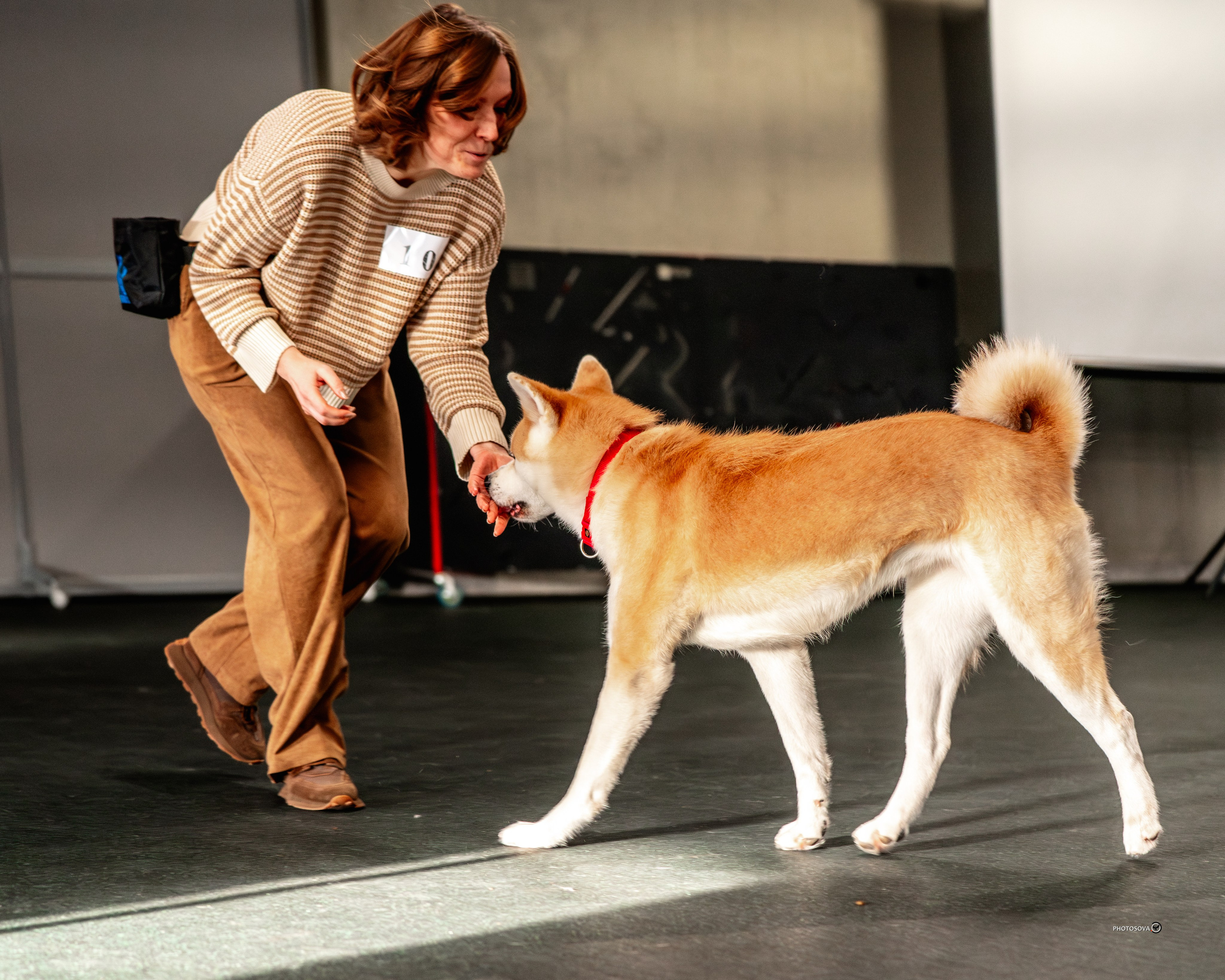 ТЫ И Я (соревнования по ралли-обидиенс). Фотограф-анималист, семейный фотограф в Москве и Подмосковье. Фотосъёмка кинологических дисциплин