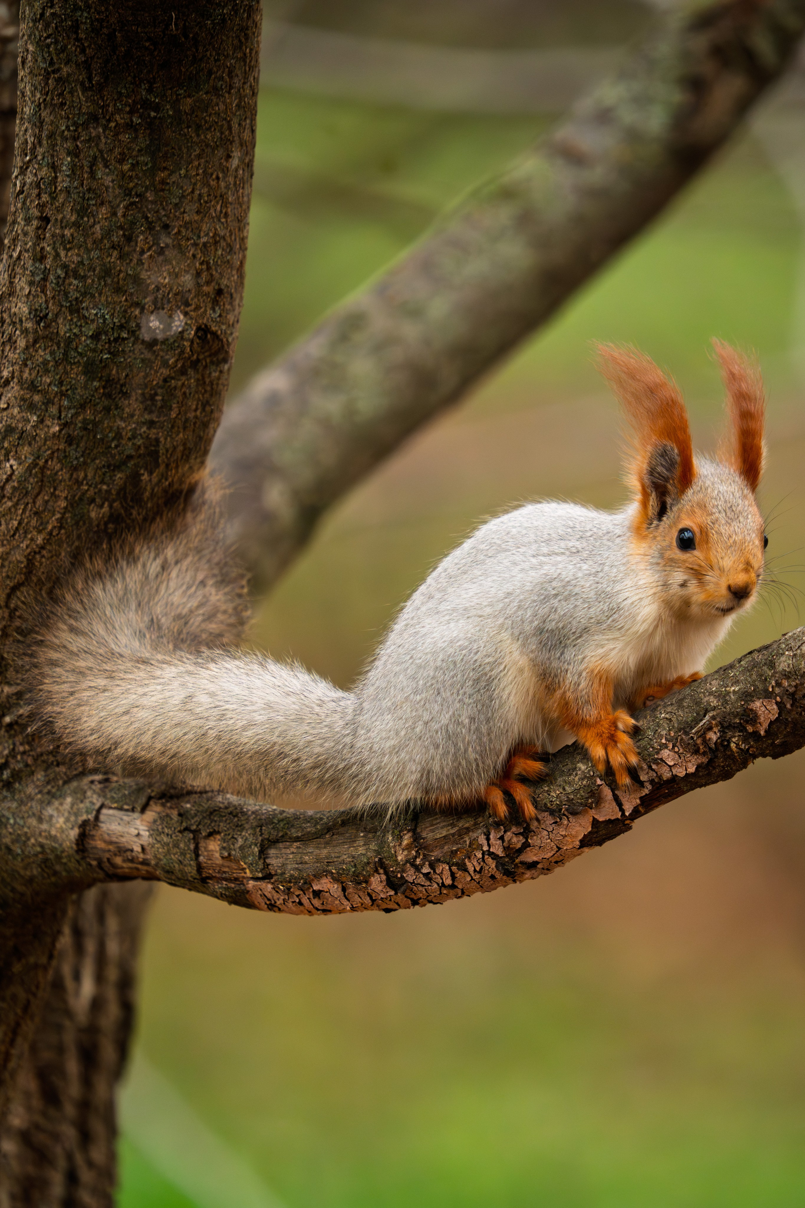 Животные. 35 мм