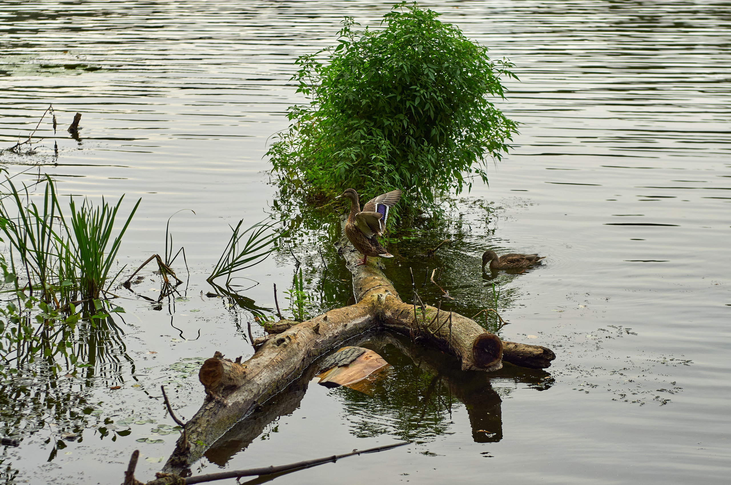 Заповедные уголки Земли: обитатели дикой природы. Координаты красоты — география в фокусе