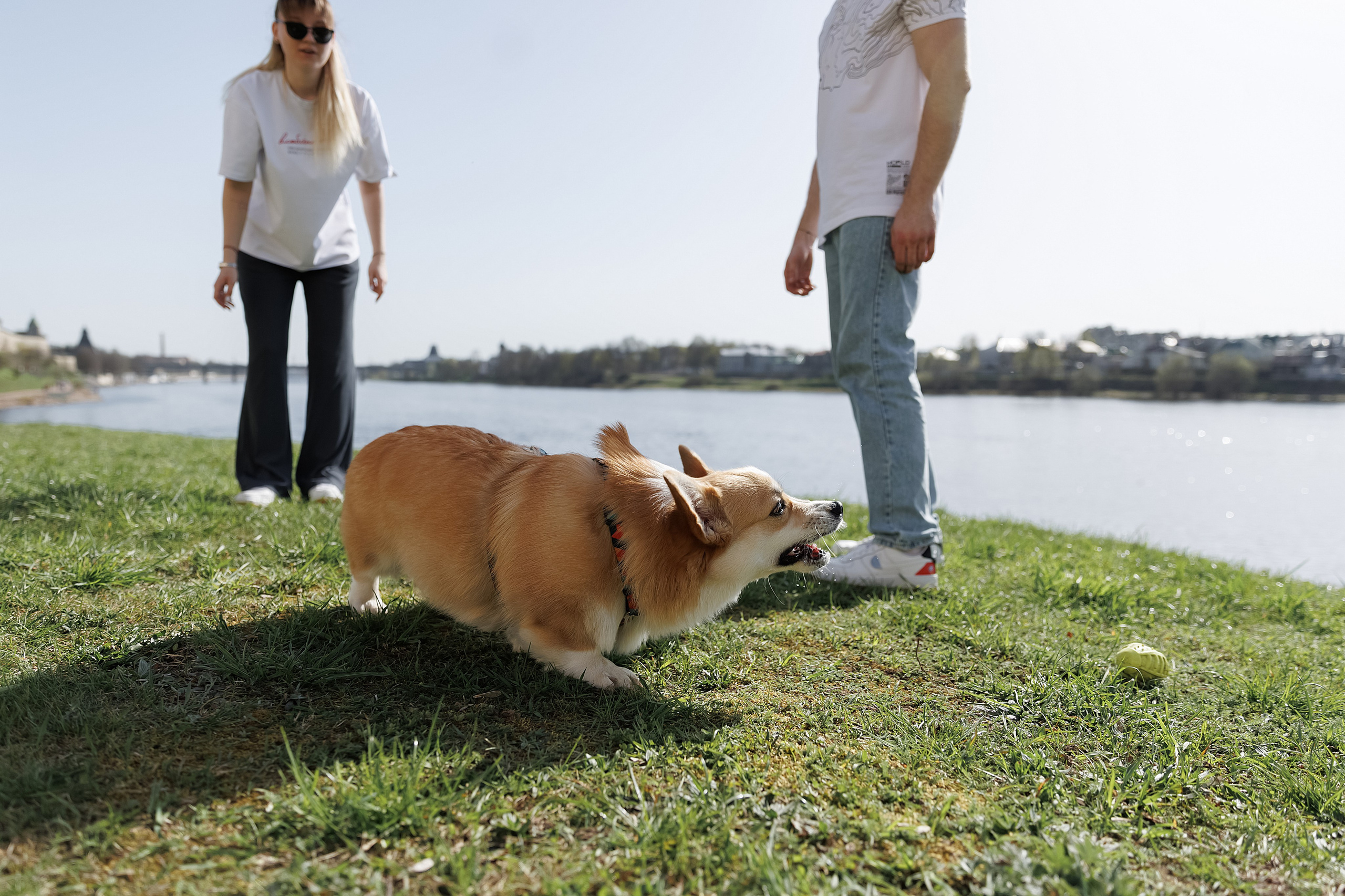 С коржиком Капой. Свадебный фотограф в Пскове и Санкт-Петербурге | Анна Голикова