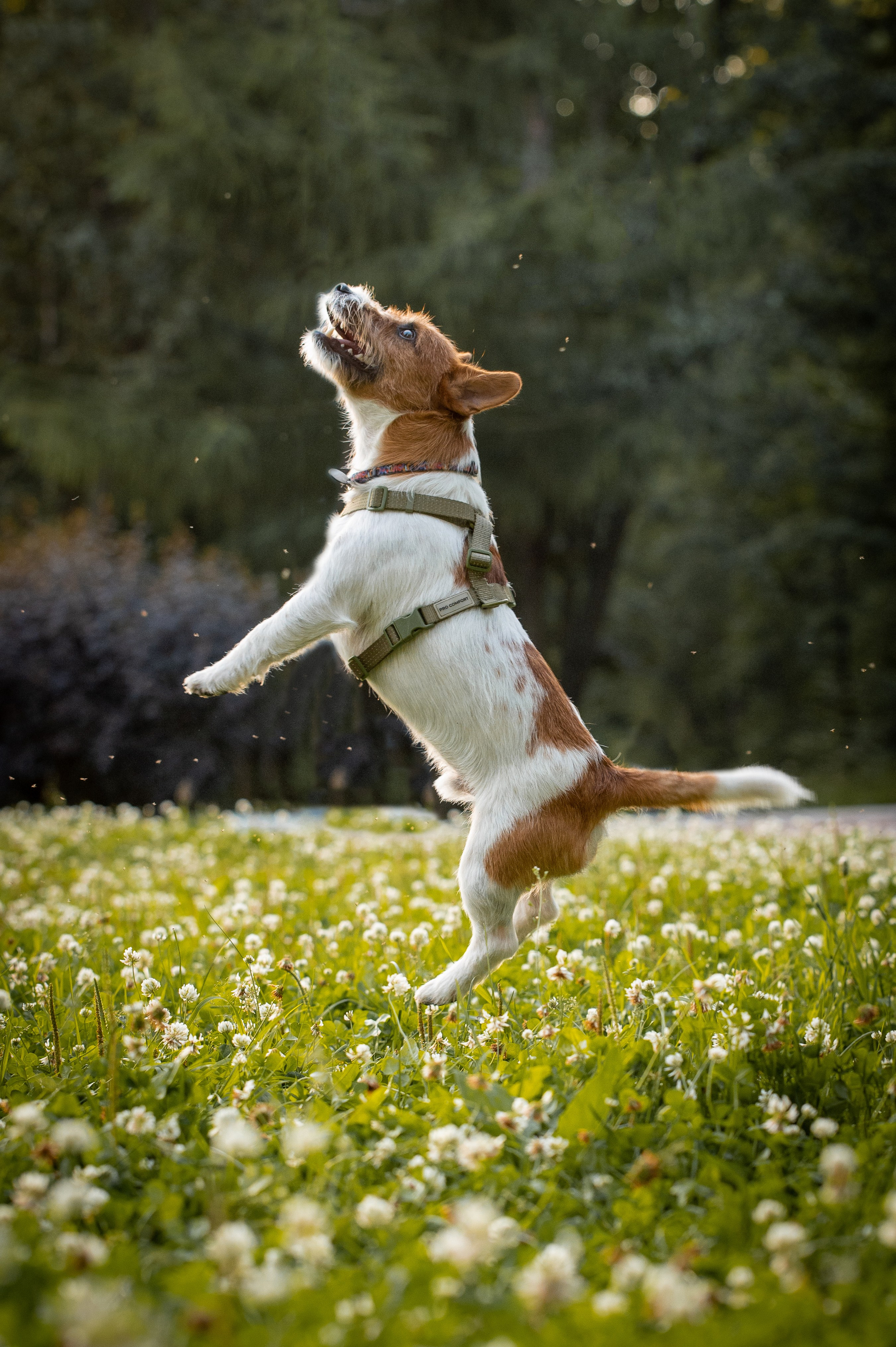 Собаки. Фотограф-анималист в Санкт-Петербурге Анастасия Иванова