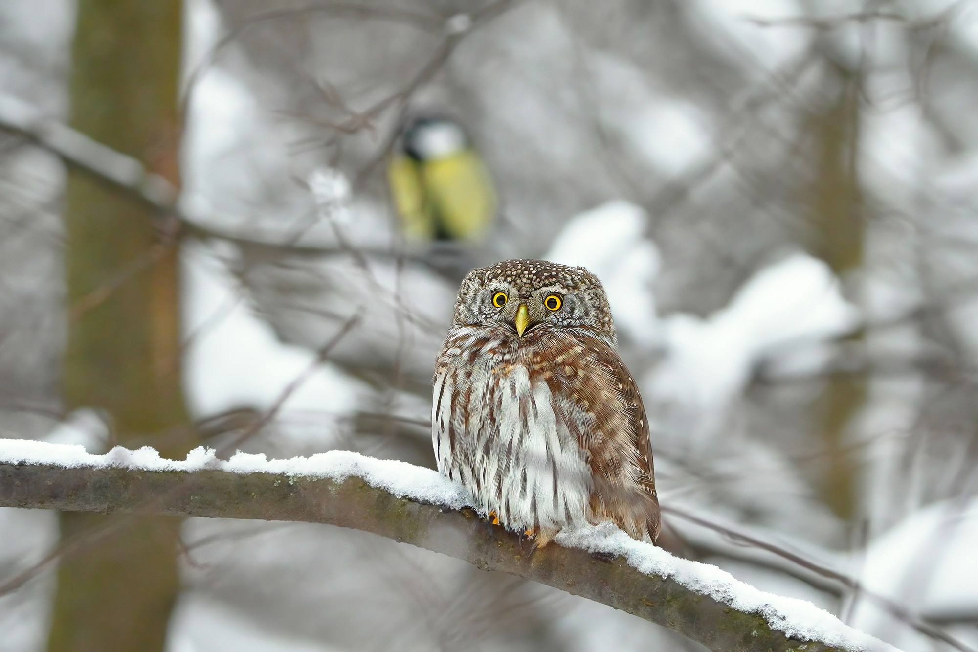 Удивительные мир птиц. Вокруг нас столько прекрасного — присмотритесь!. Ваш личный фотограф Марина Волкова