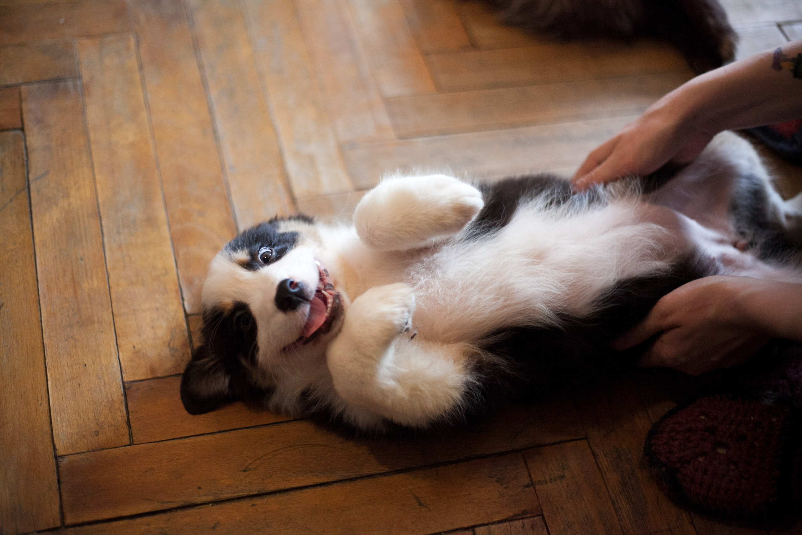 Рави. BLGKV питомник собак