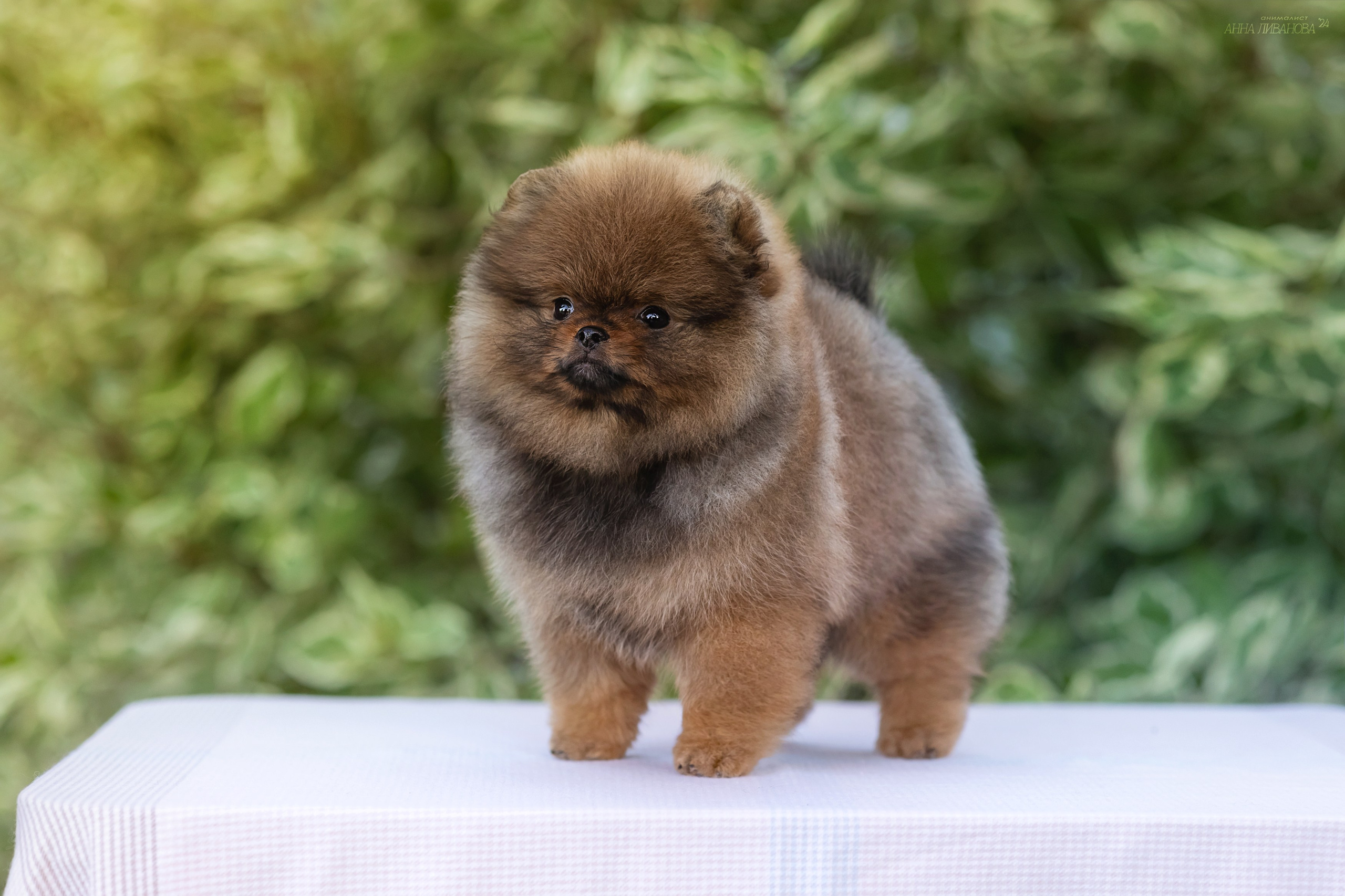 Шпицулики. Фотограф анималист Аня Ливанова | Рыбинск