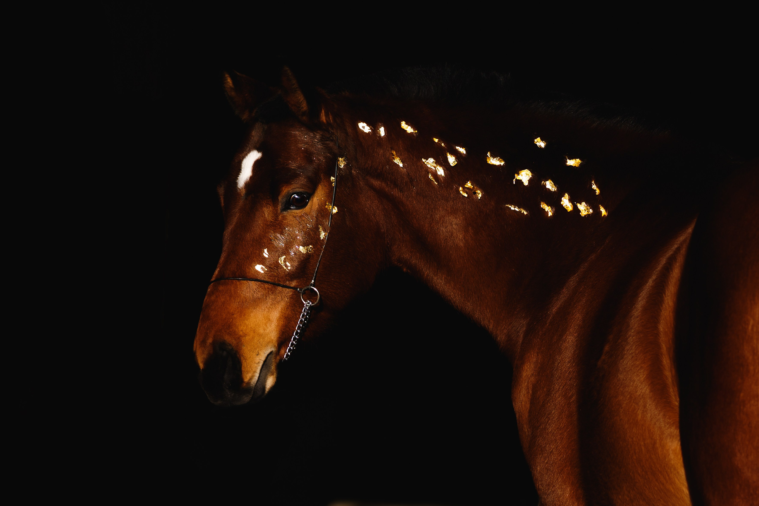 Life with horse. Saamill