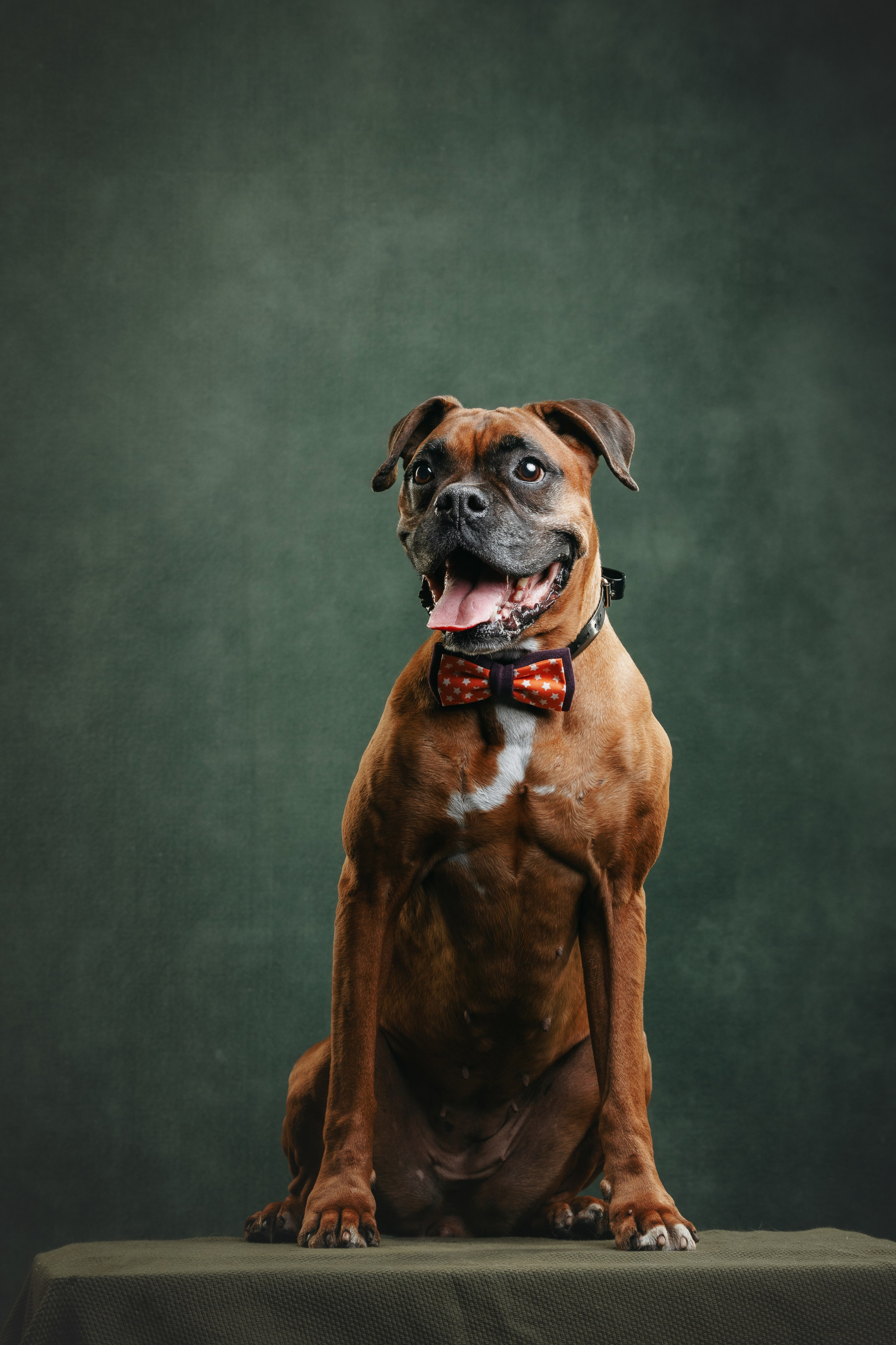 Боксер Челси. Фотограф анималист Осипчикова Мария