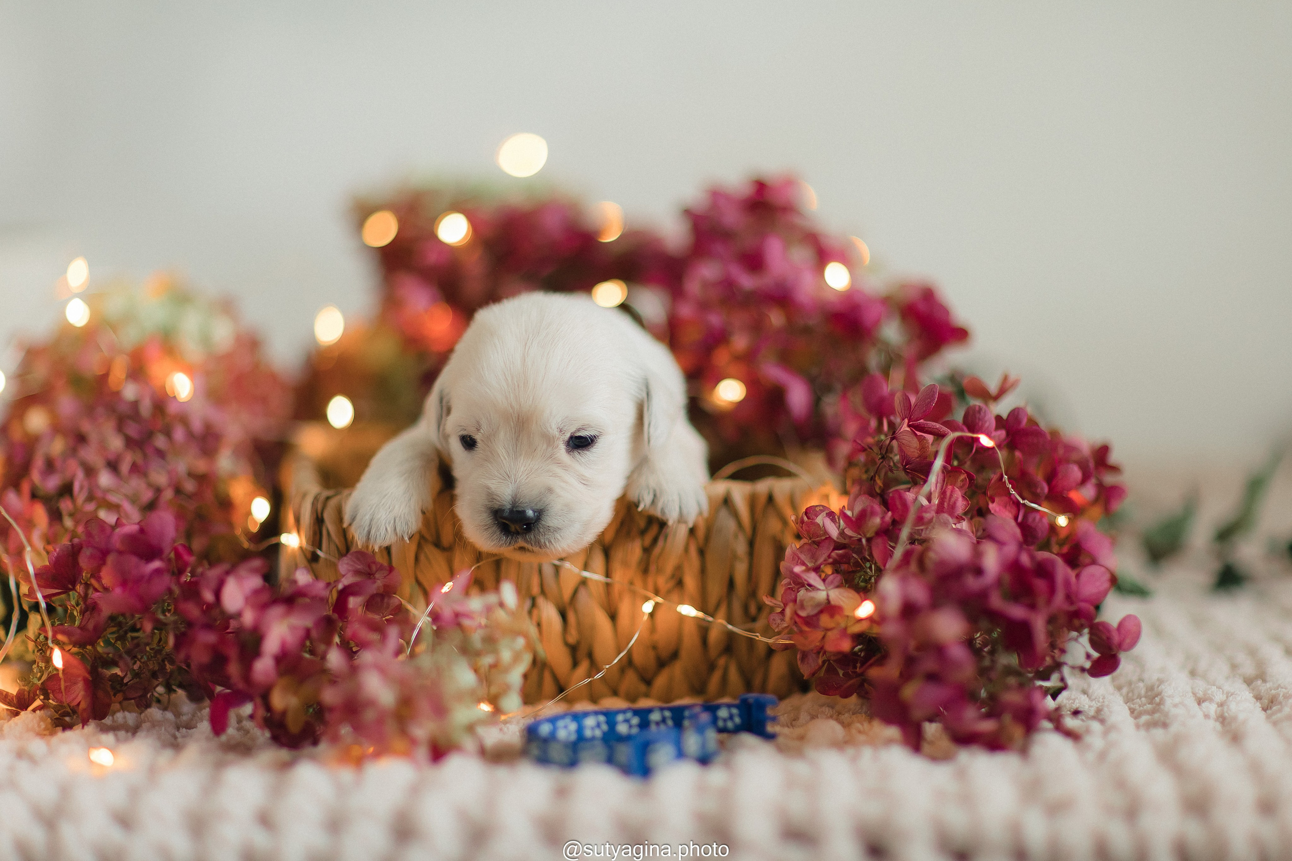 Синий ошейник. Свадебный и женский фотограф
