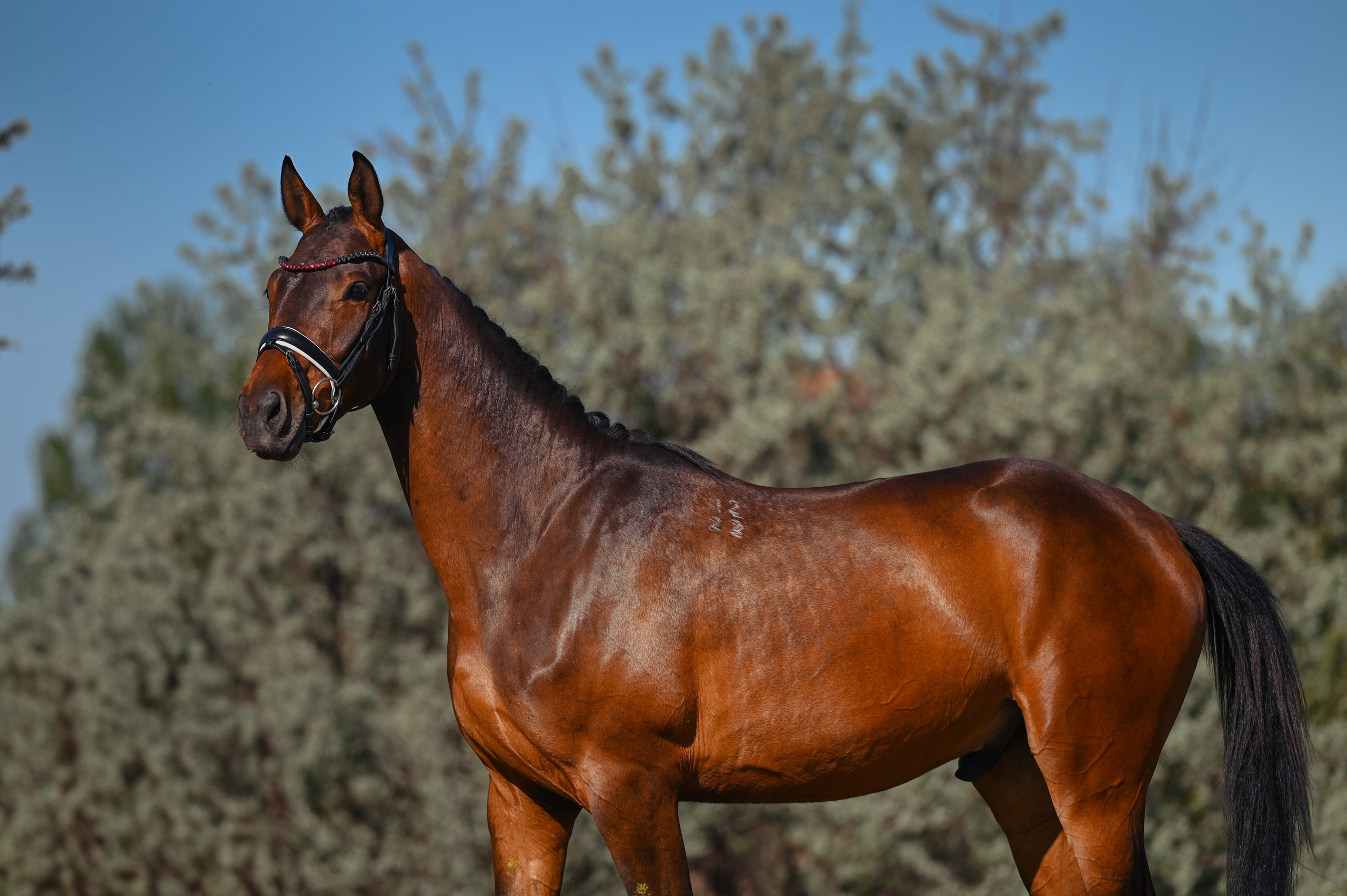 Фотограф в Ростове —на — Дону