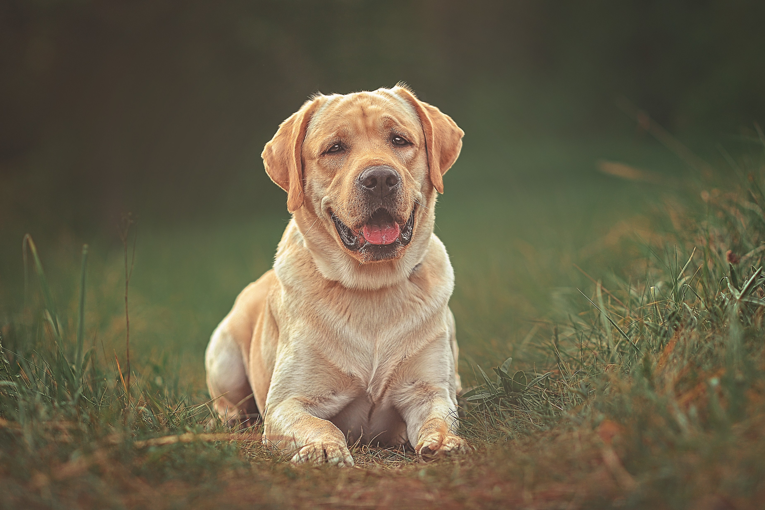 Фотосессия животных в Ижевских, фотограф животных. Детский, семейный фотограф в Ижевске и Москве Аксинья Лысенкова ADEN