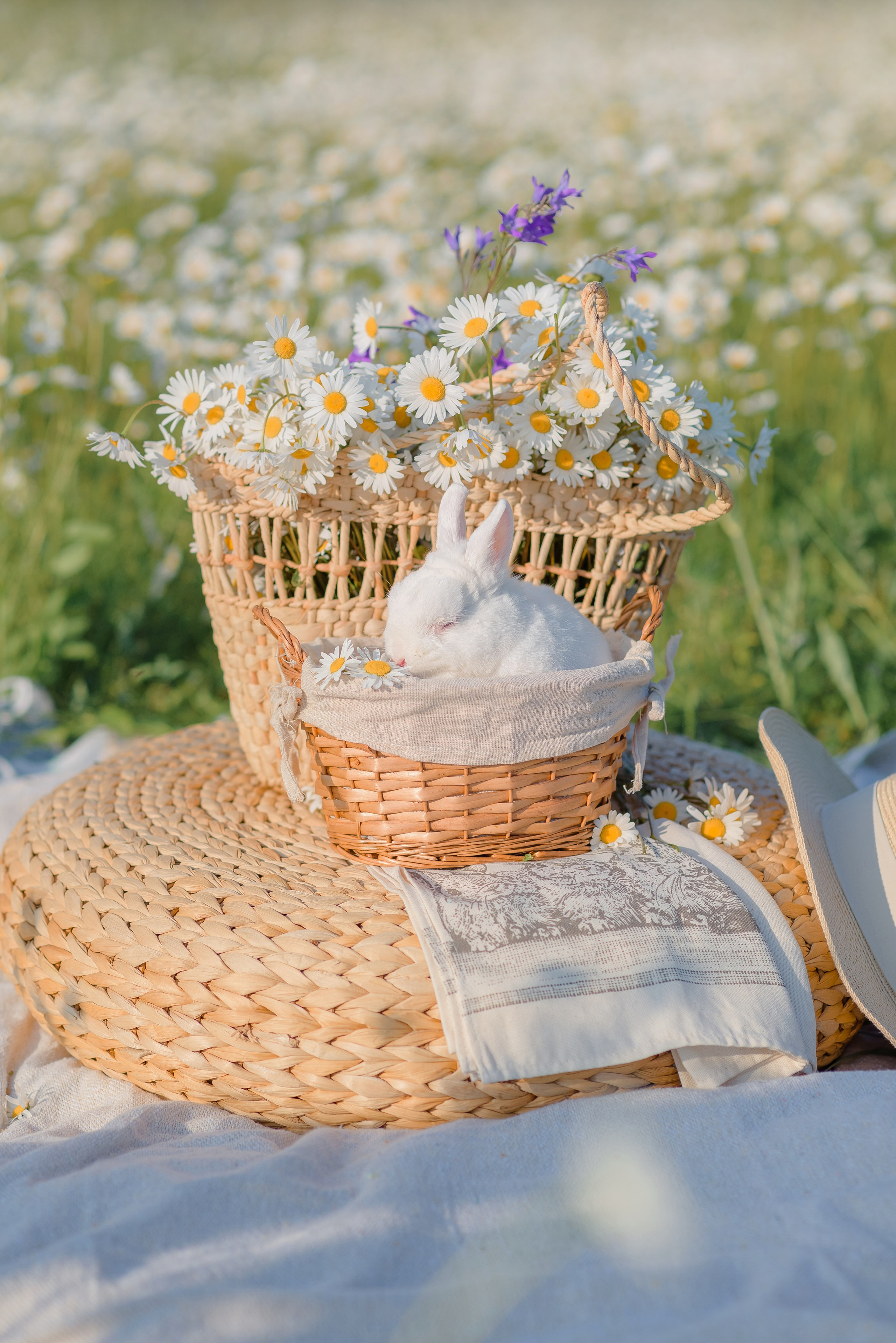 Ромашковое поле. Семейный фотограф в Рязани Мария Ермакова