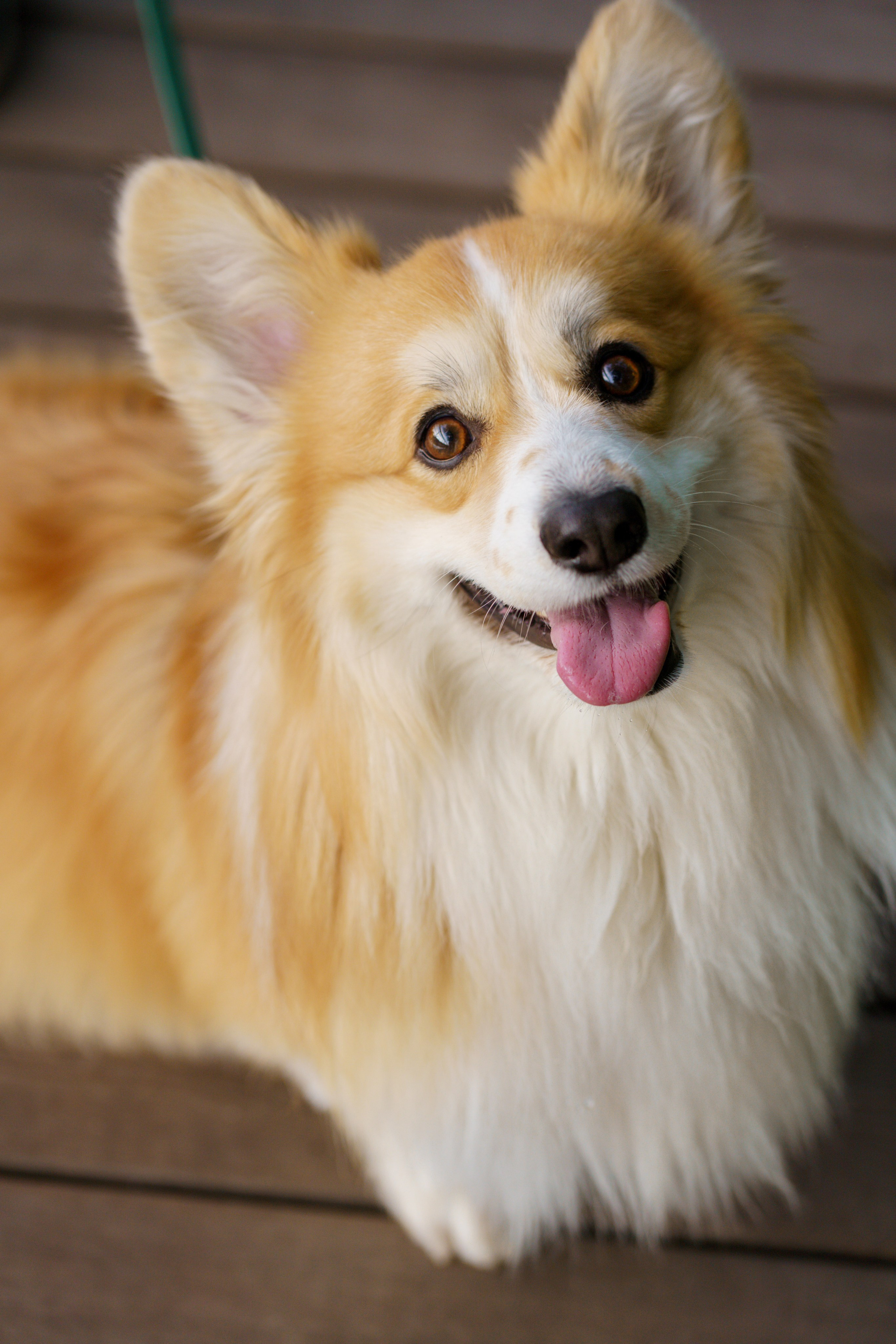 Катя, Арсений и Пух. Свадебный фотограф в Москве Анна Полушина