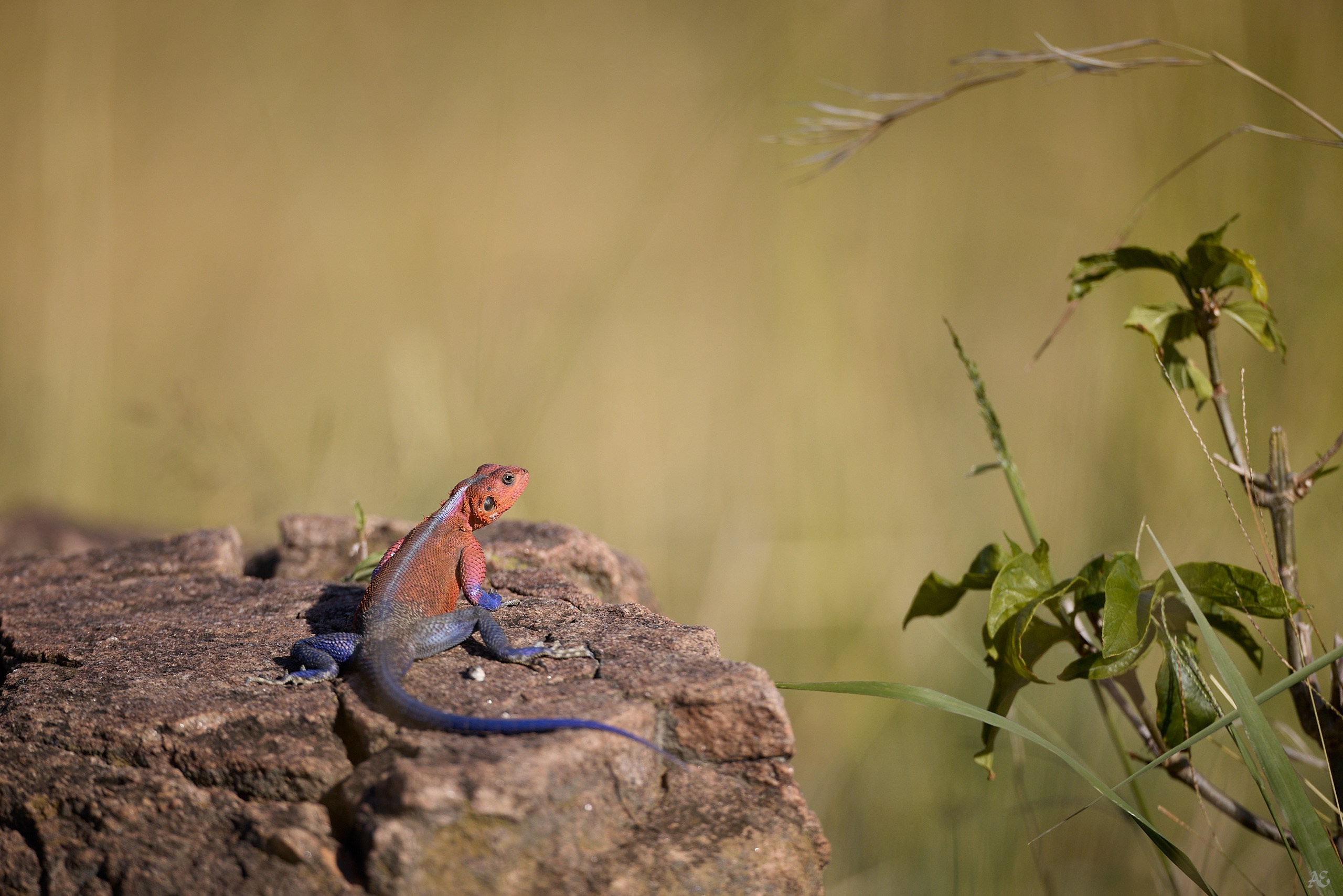 Теплое место