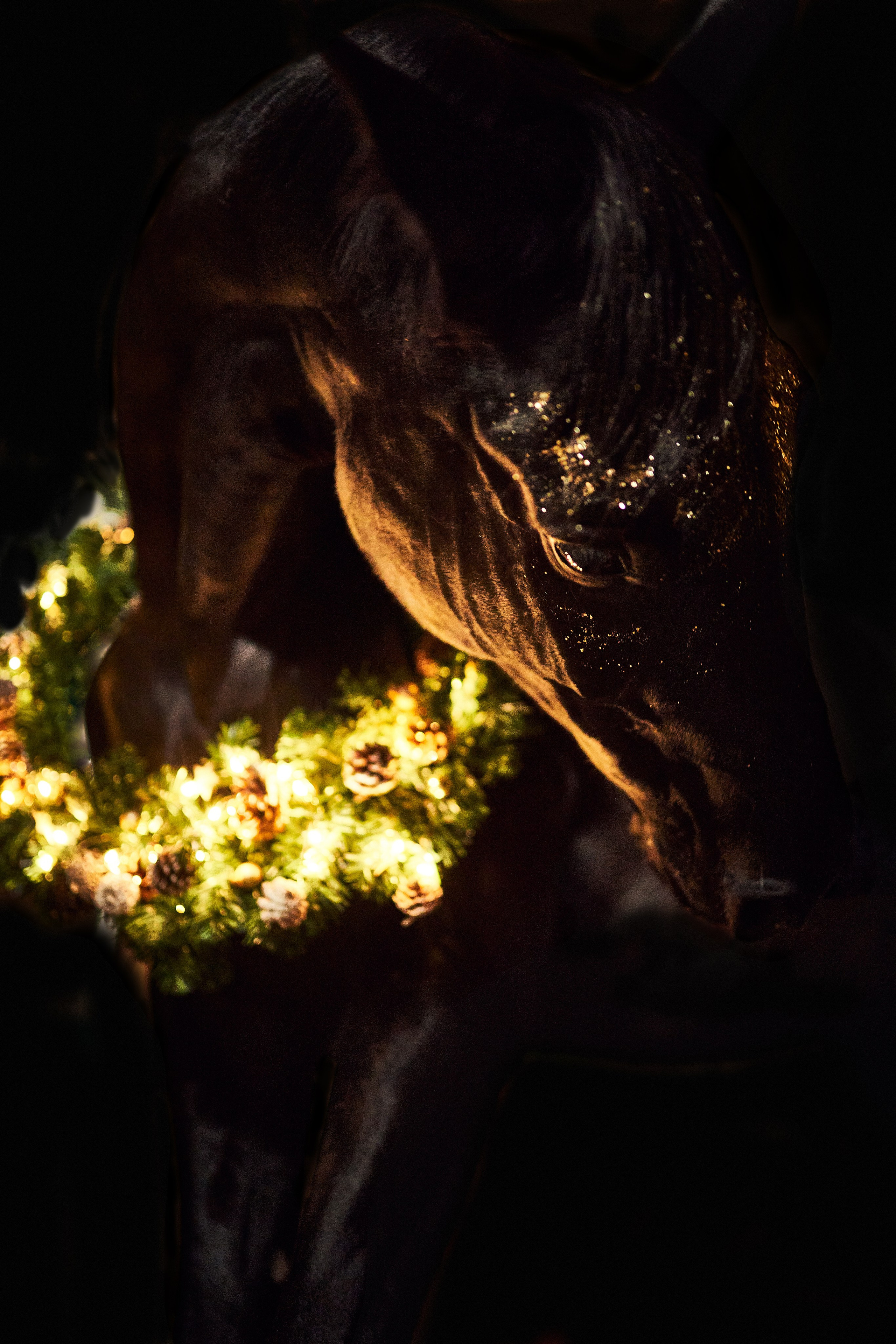 Кобыла Прима Вера, рвп, КСК «Звёздный». Фотосессии с лошадьми в Москве, Новосибирске