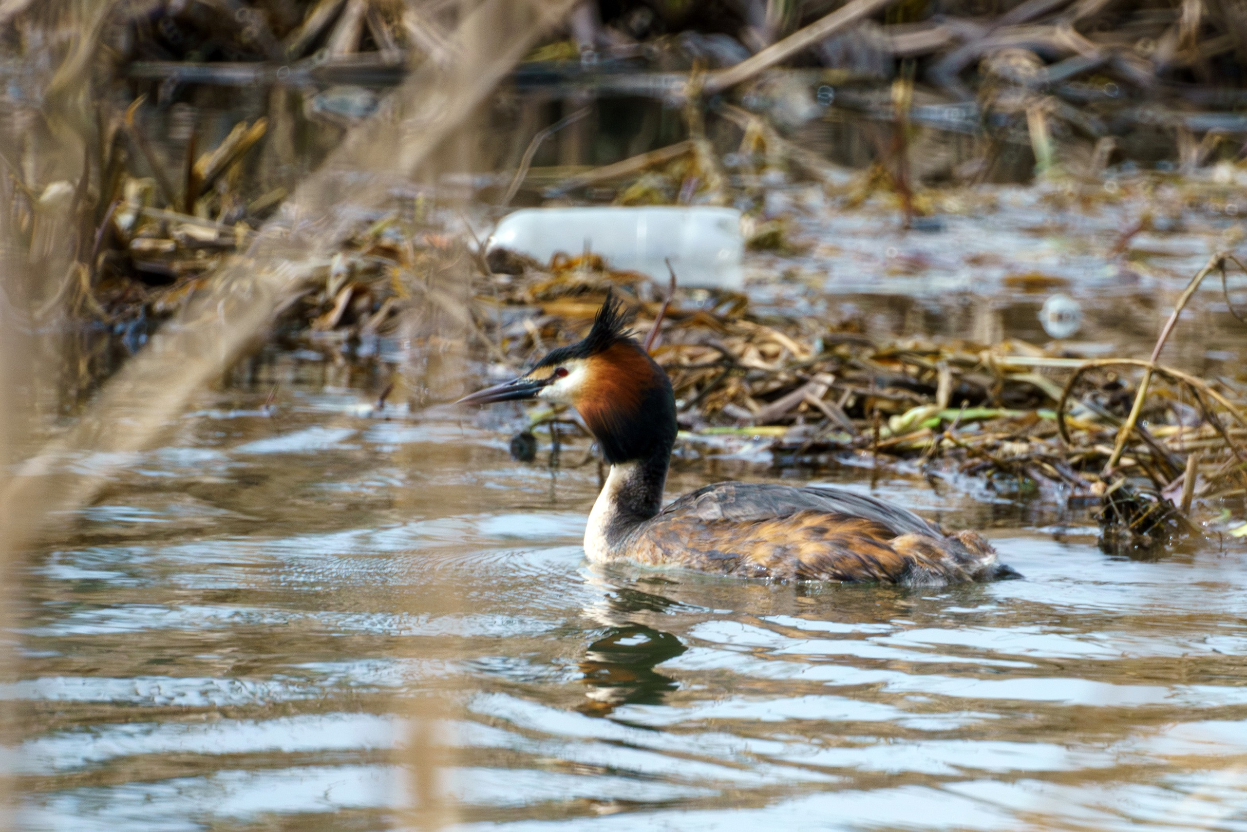 Удивительные мир птиц. Вокруг нас столько прекрасного — присмотритесь!. Ваш личный фотограф Марина Волкова