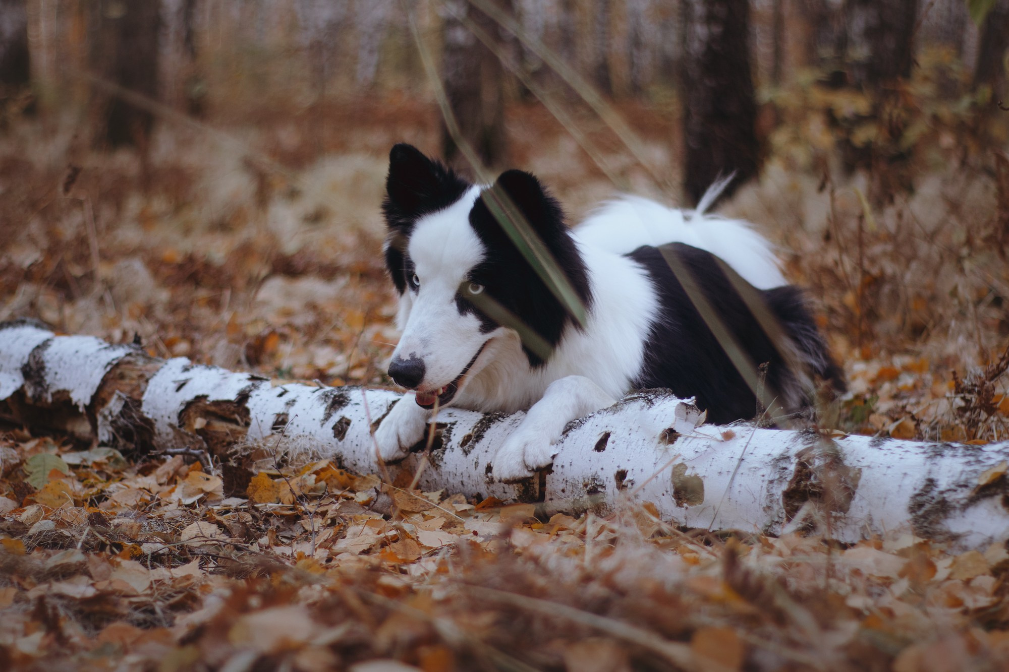 Ликёр. Фотограф в Тюмени Лизавета Сапицкая