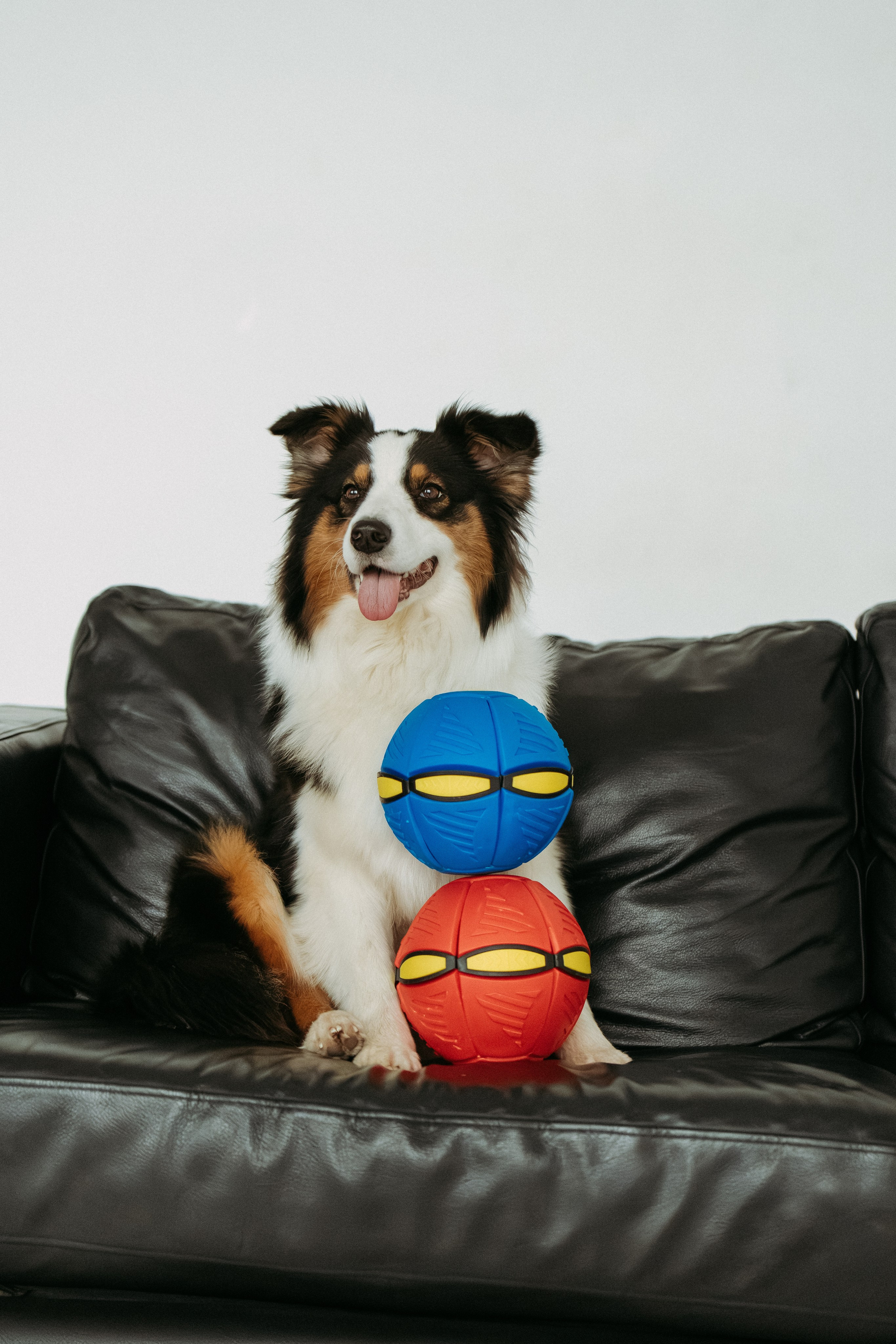 Мячи-попрыгуны. Фотораф — анималист Мария Шистка