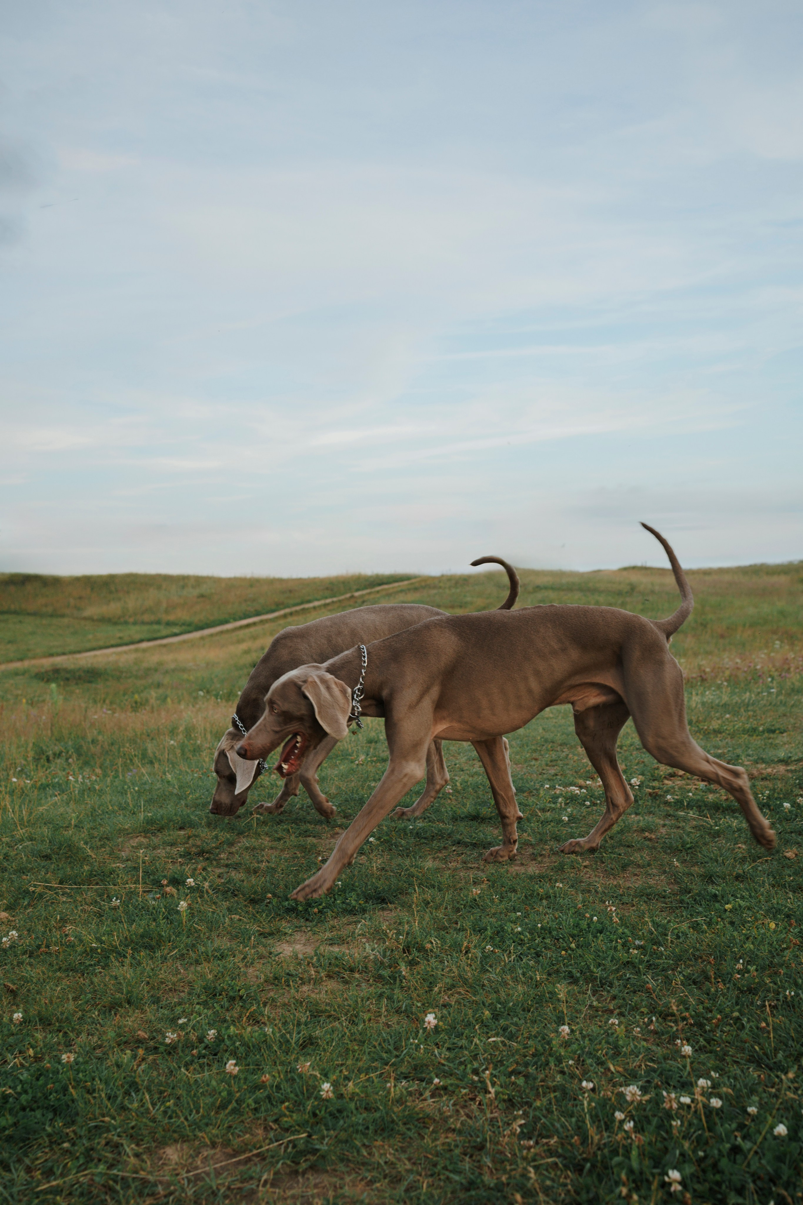 Маргарита и веймаранеры. Фотограф-анималист в Санкт-Петеребурге Титова Алиса