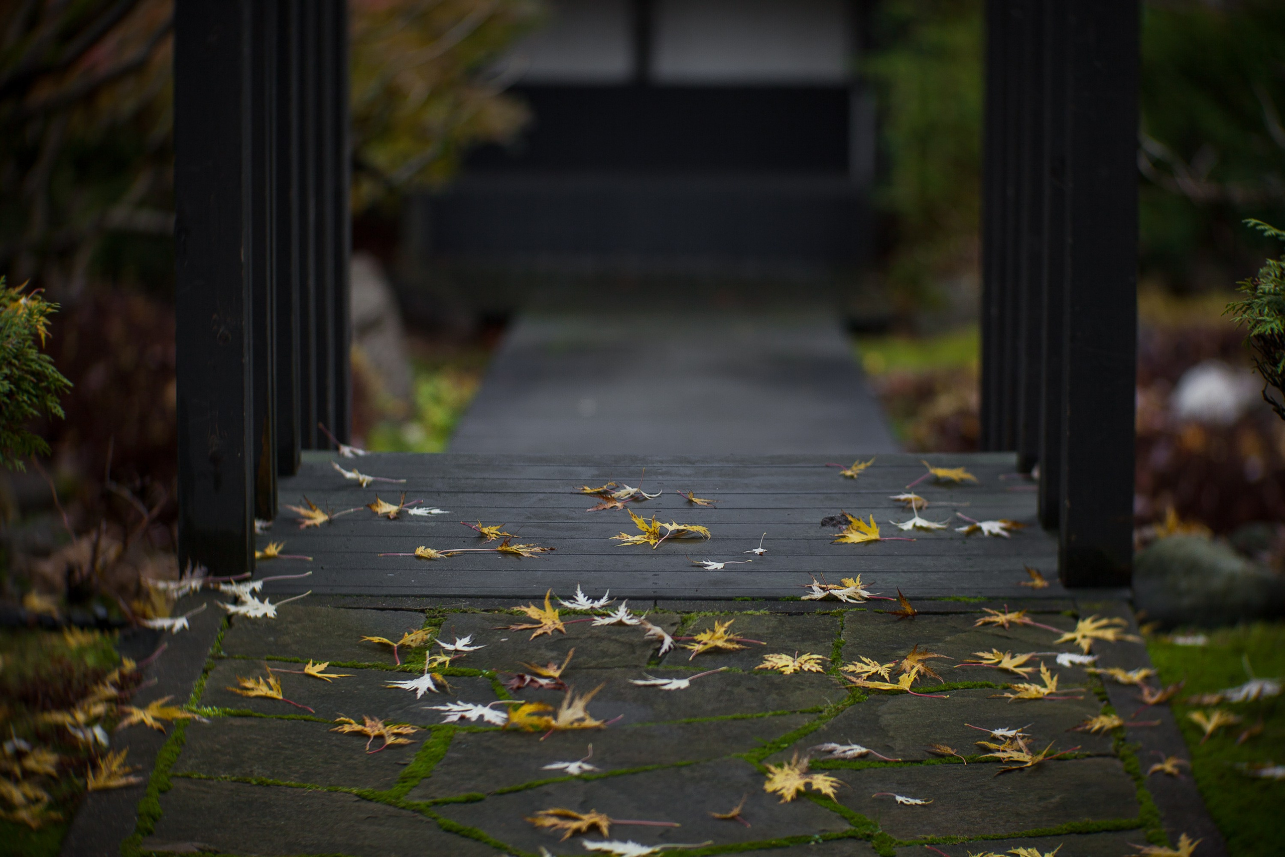 Личный сад Елены Асташкиной (осень). Фотограф Виталий Туманов. Туманов Виталий — фотограф Москва