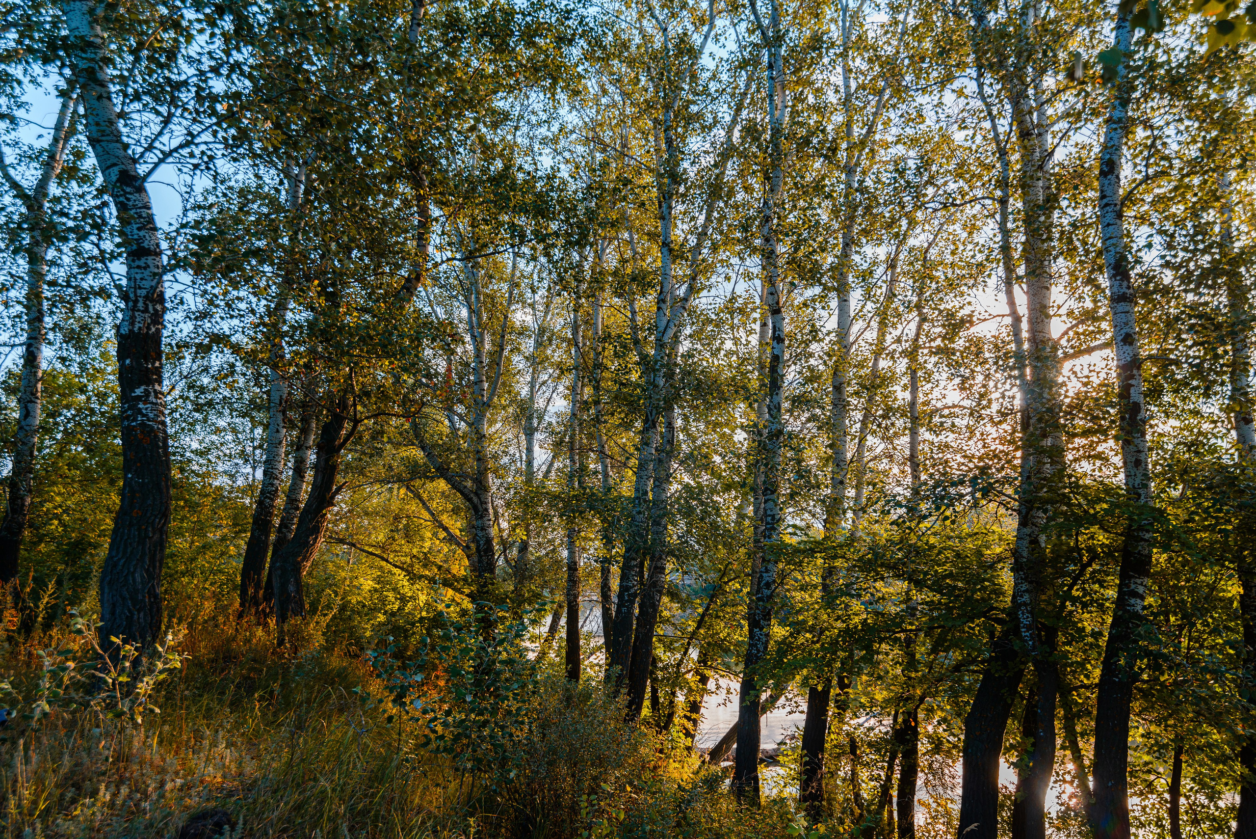 лес, берег, река, чаган, уральск