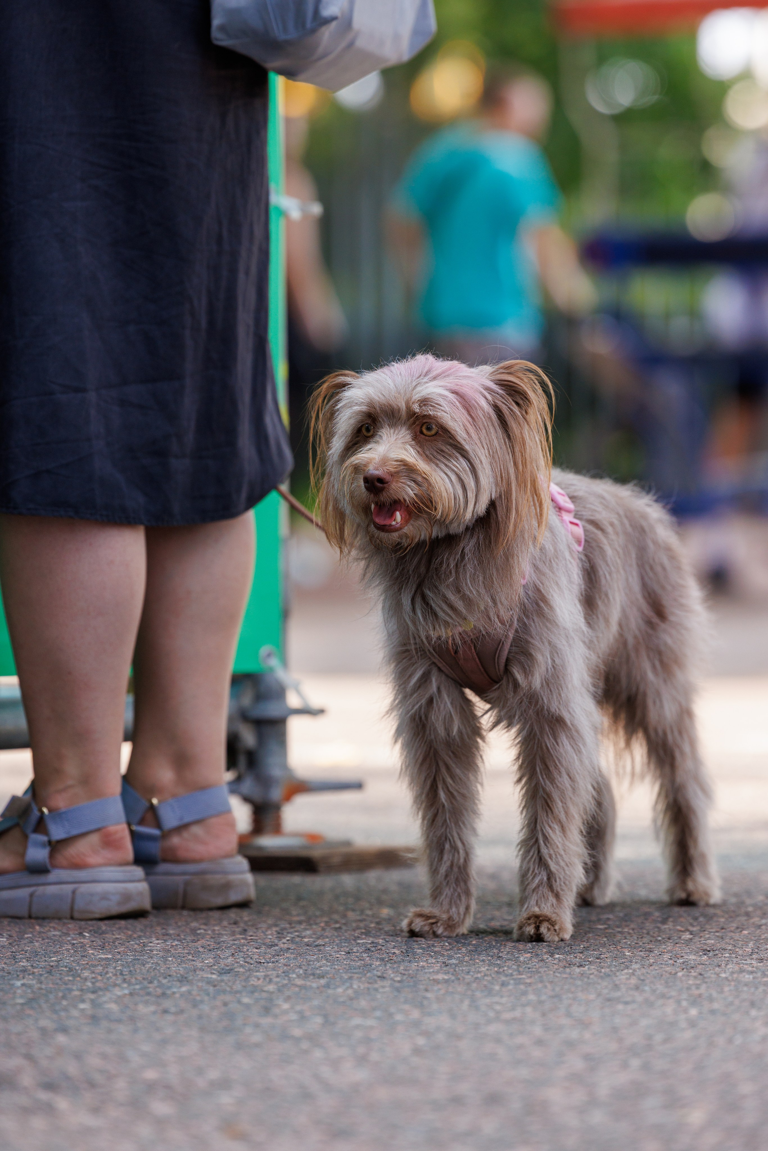 PetShopDays2026. Фотограф Александр Заломаев