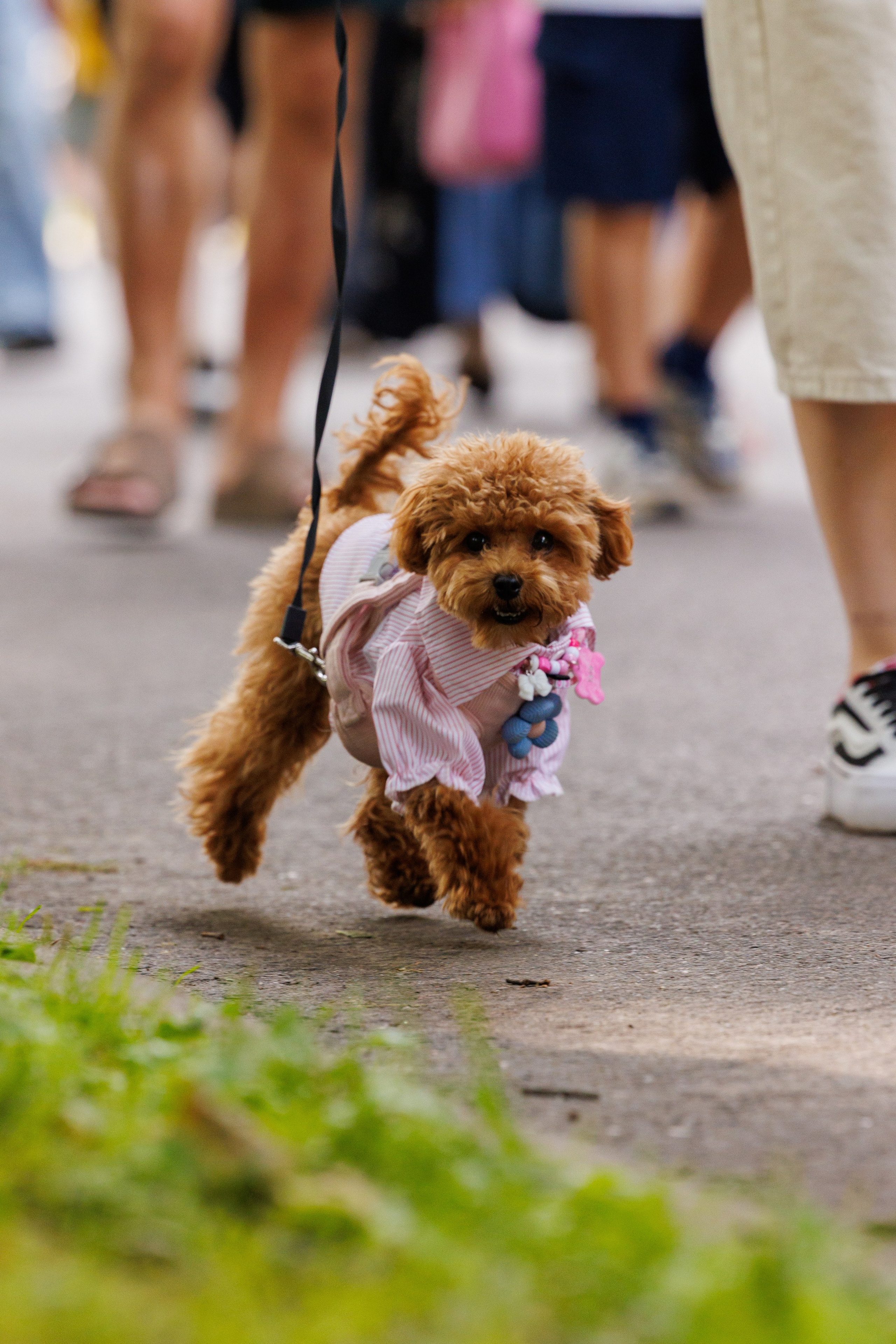 PetShopDays2026. Фотограф Александр Заломаев
