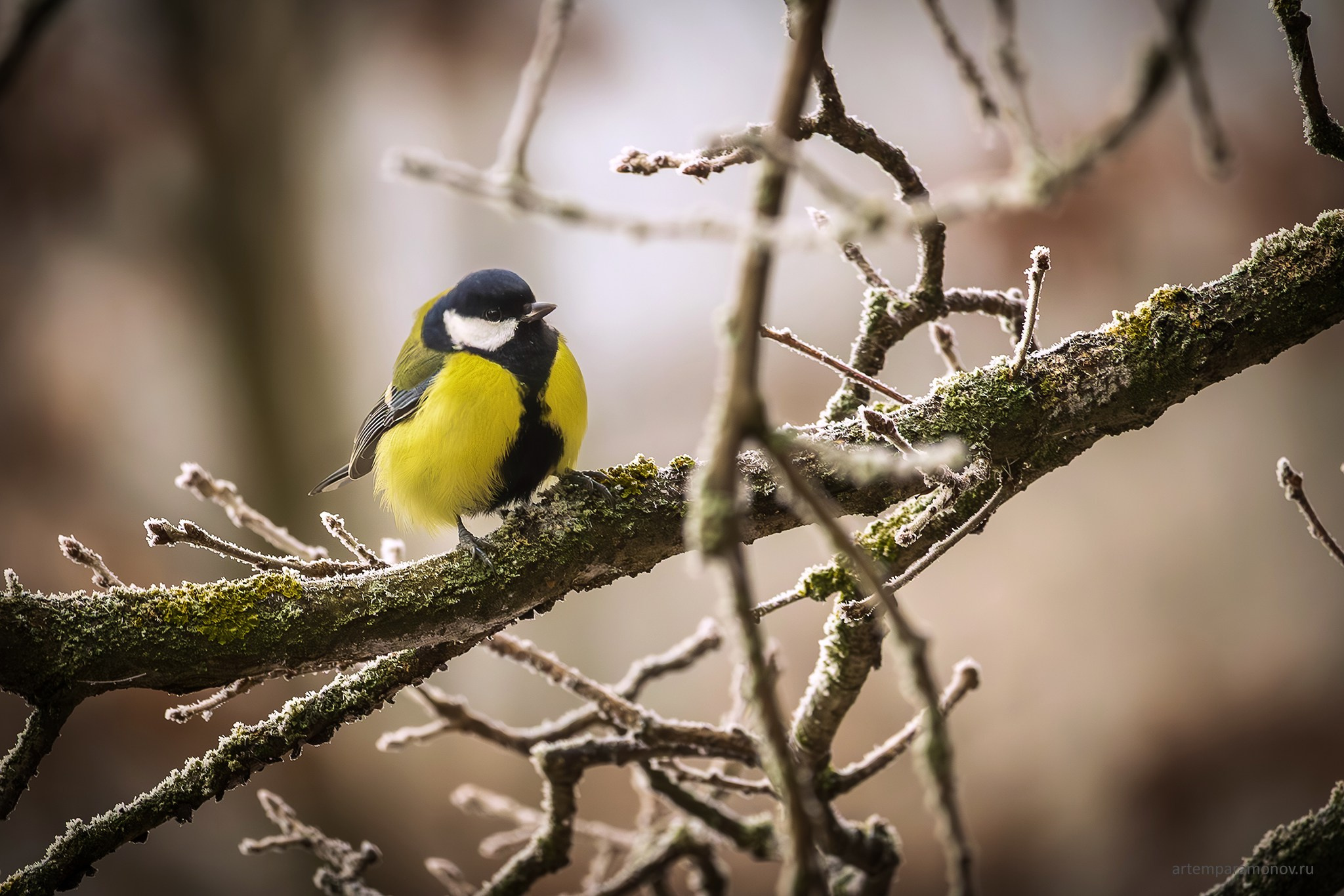 Природа. Фотохудожник Артём Парамонов