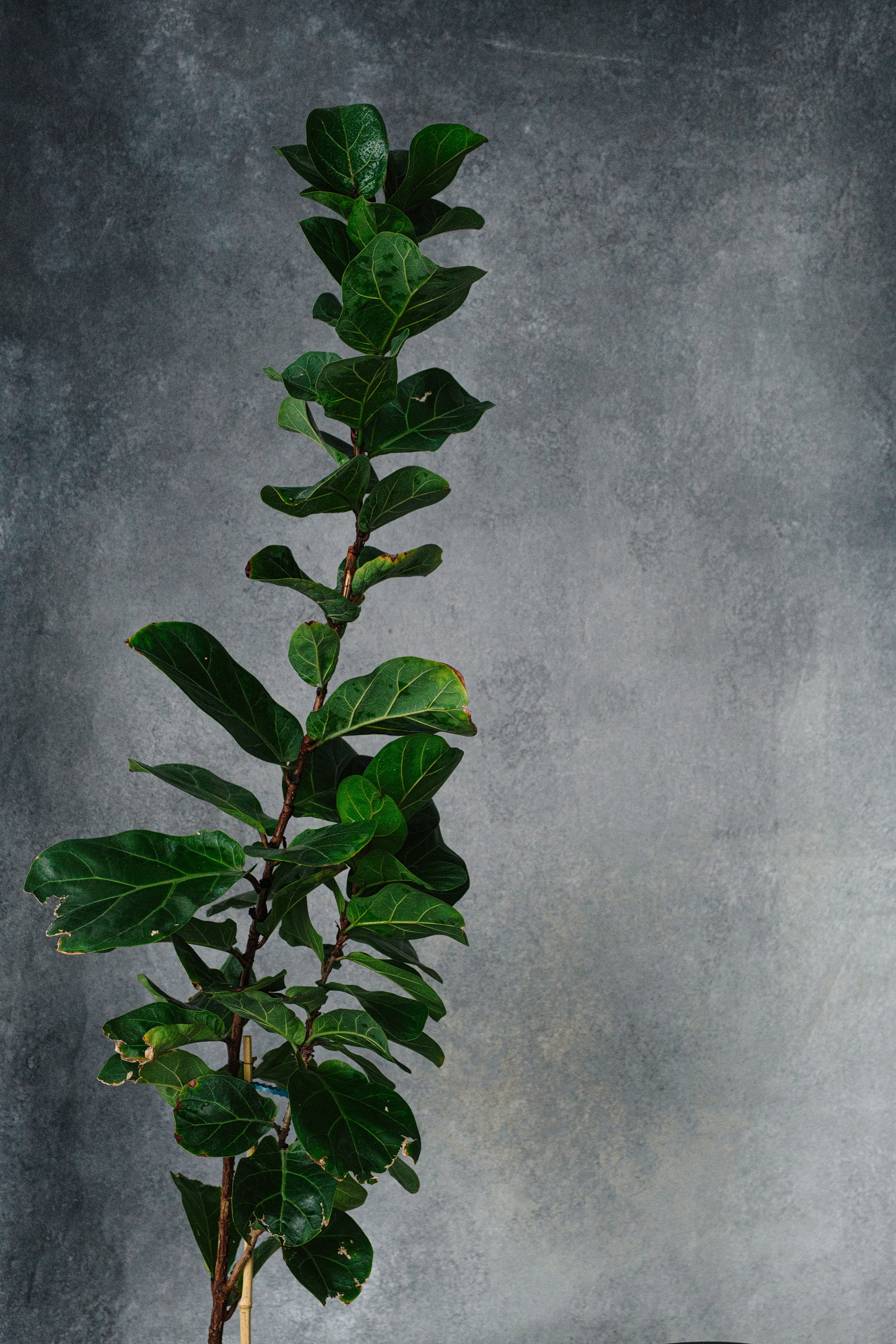 Karl от 1500 руб, 120 м². «5loft» фотостудия в Ижевске