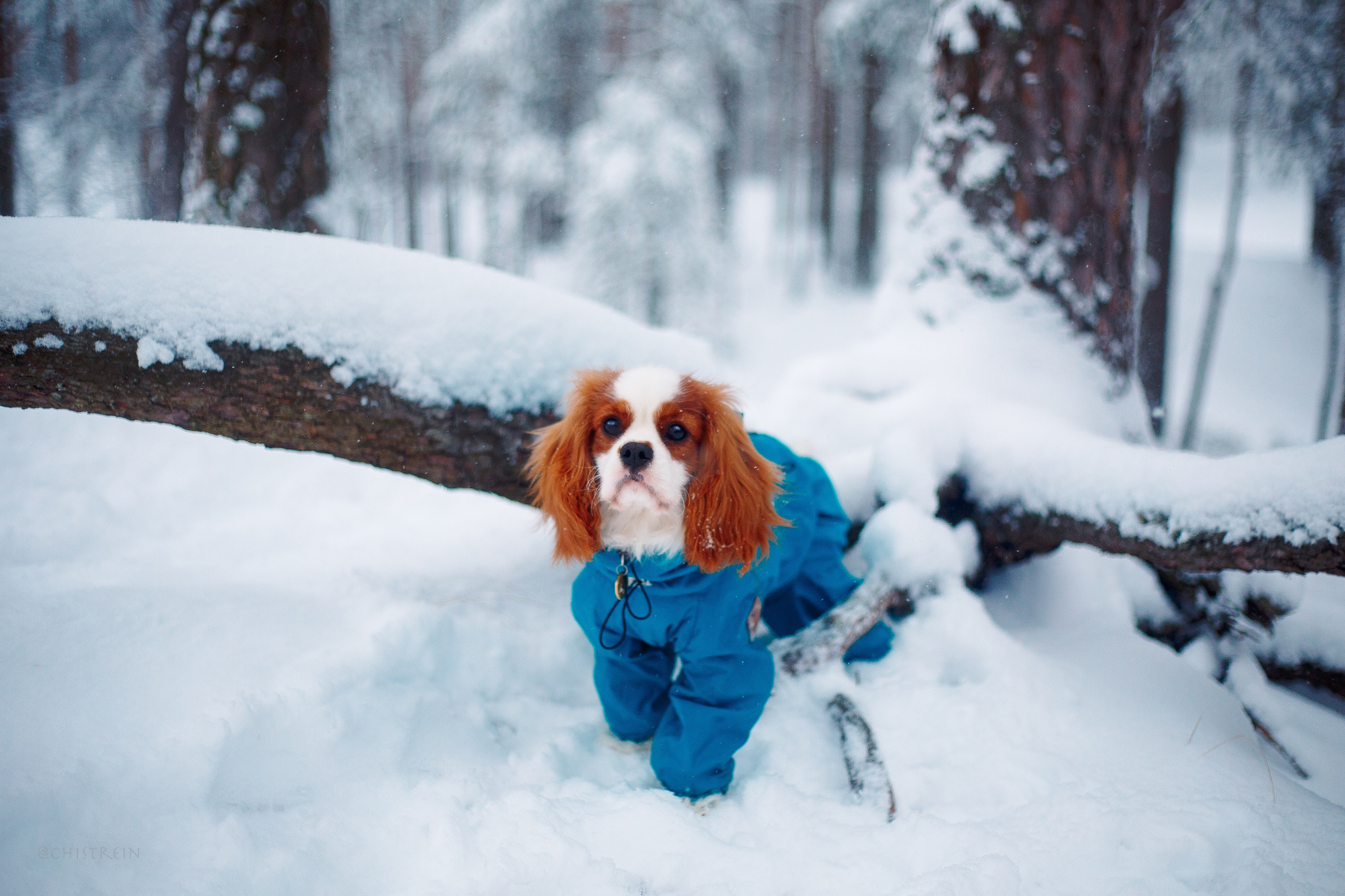 Внезапно апрельская зима. Фотограф-анималист Наталия Чистюхина в г. Сосновый Бор и ЛО