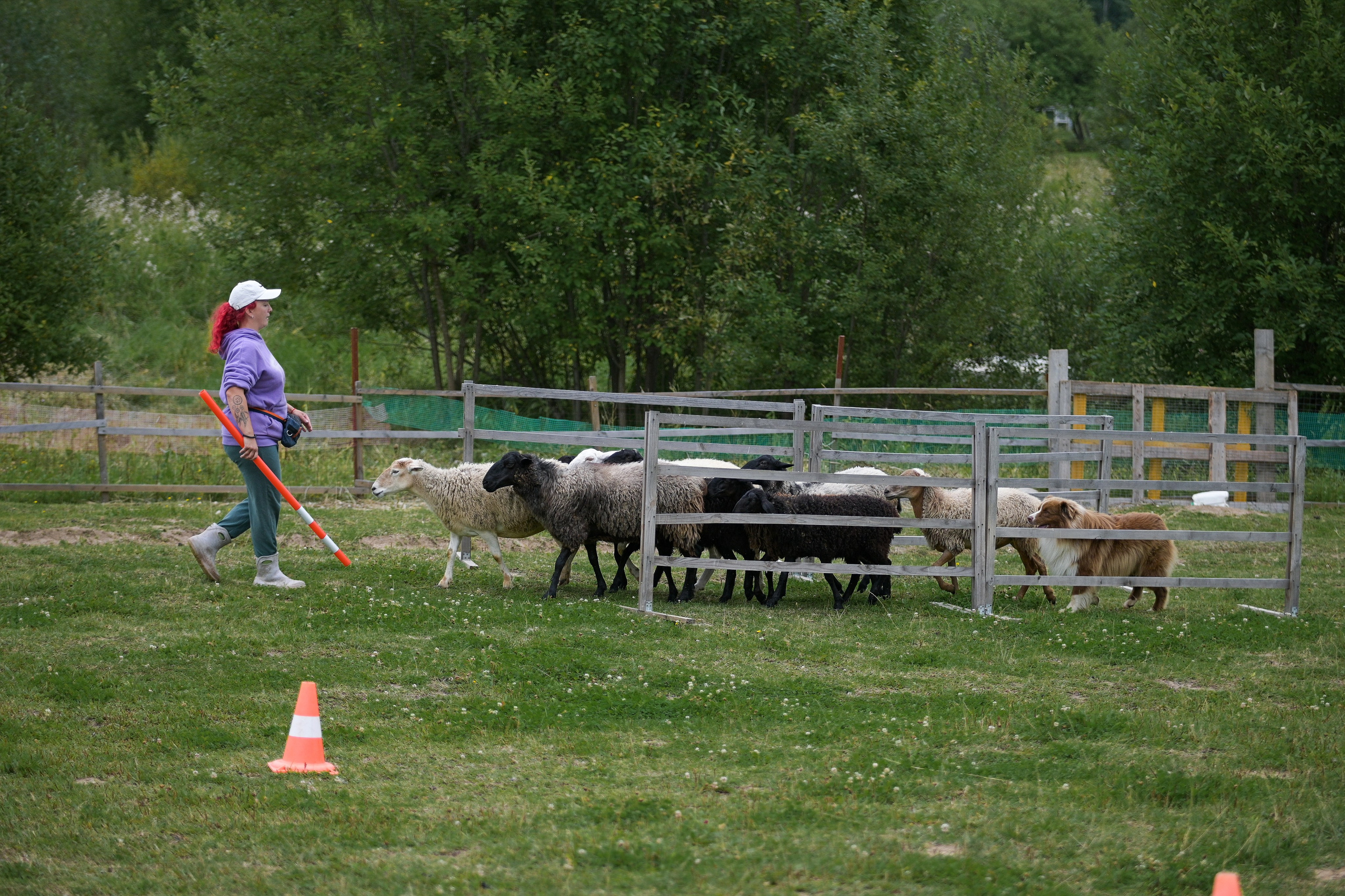 Пастьба собак. Творческий фотограф Вологда