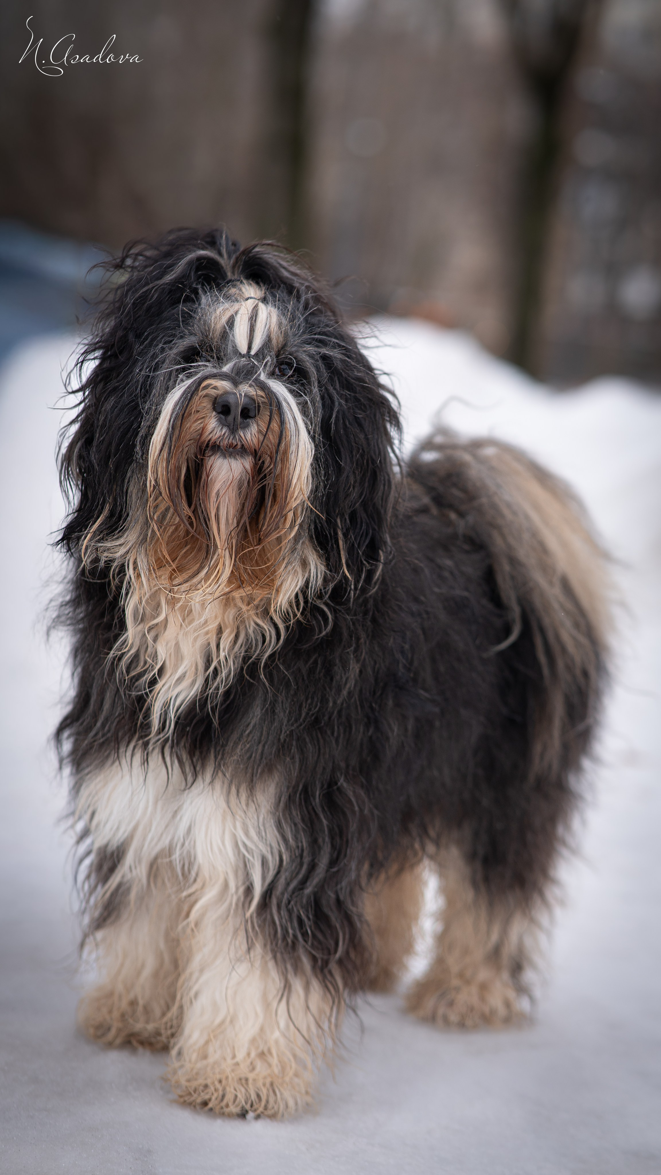 Тибетский терьер Кики. Фотограф-анималист Асадова
