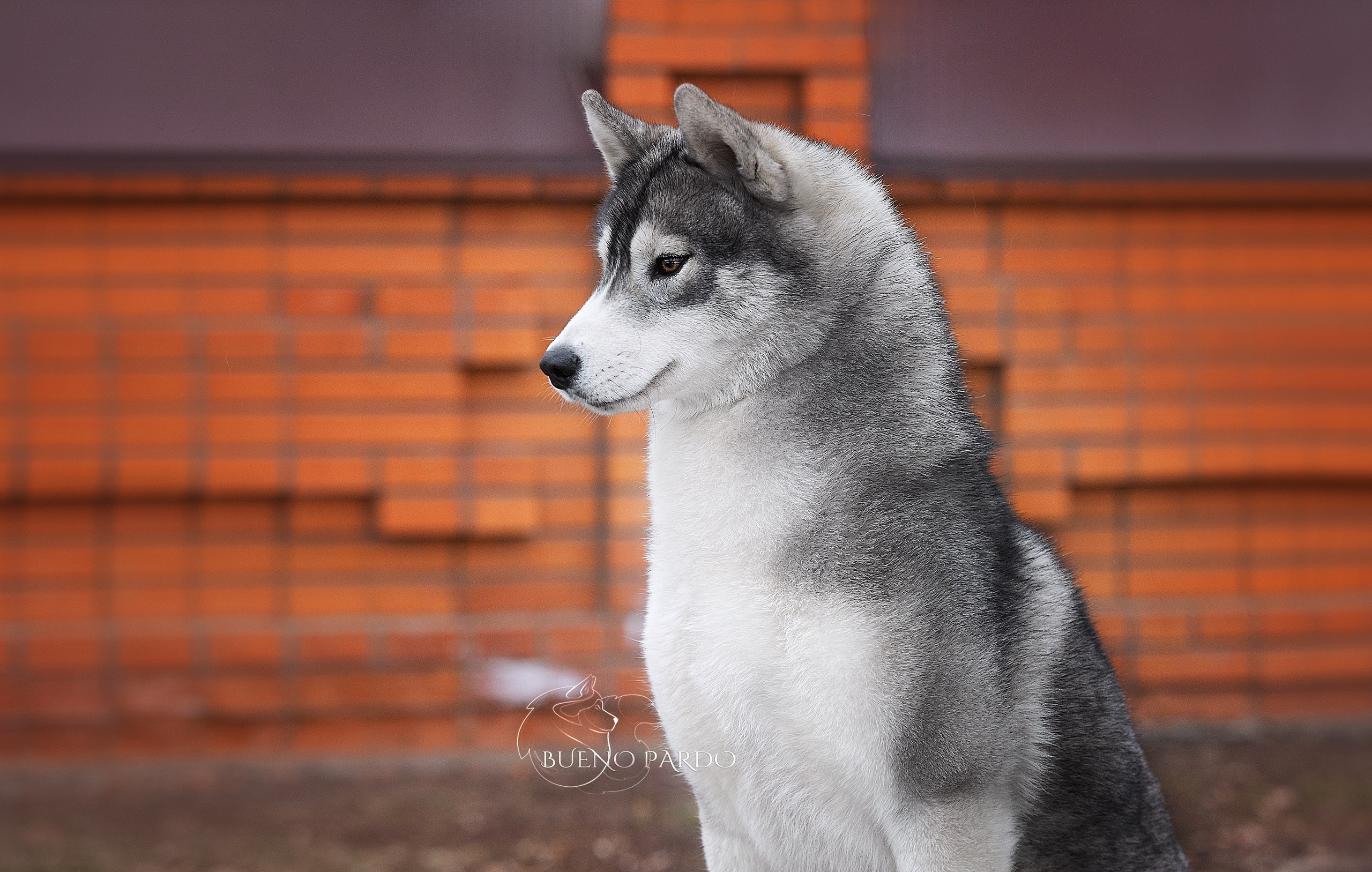 Щенки сибирского хаски из питомника. Питомник собак Акита, Хаски, Корги