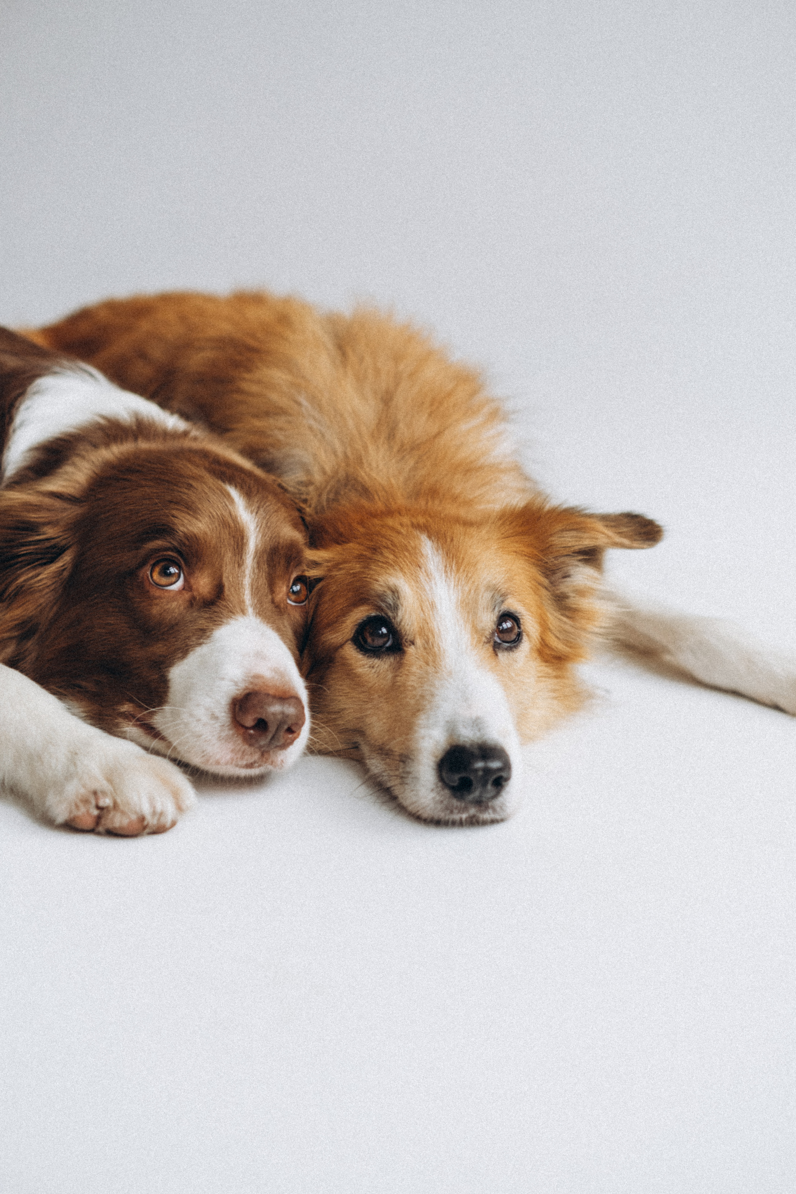 Ксюша, Буми и Ким. Семейный фотограф и анималист в Москве Анна Иванова
