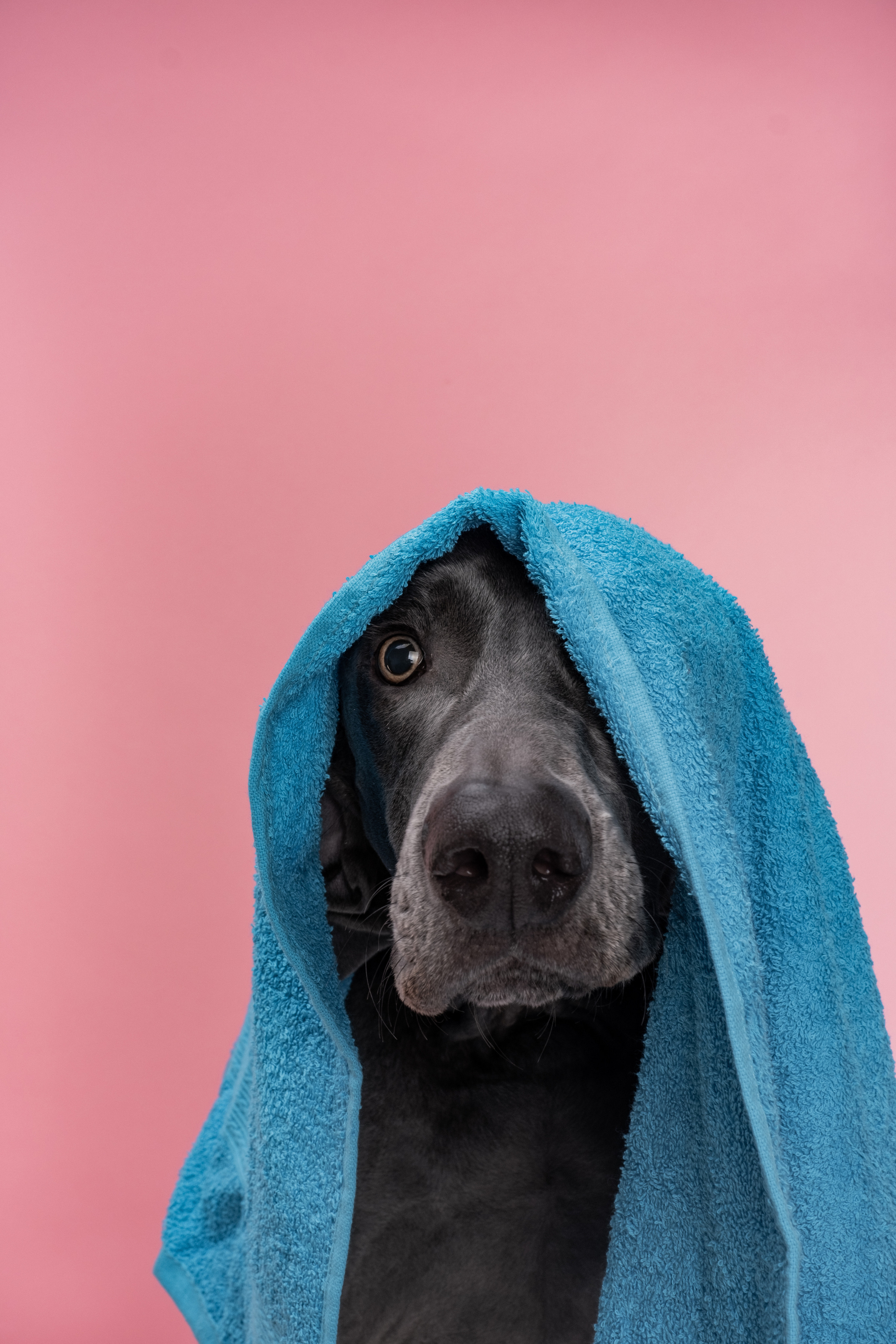 Груминг салон Bubble Staion. Семейный фотограф и анималист в Москве Анна Иванова