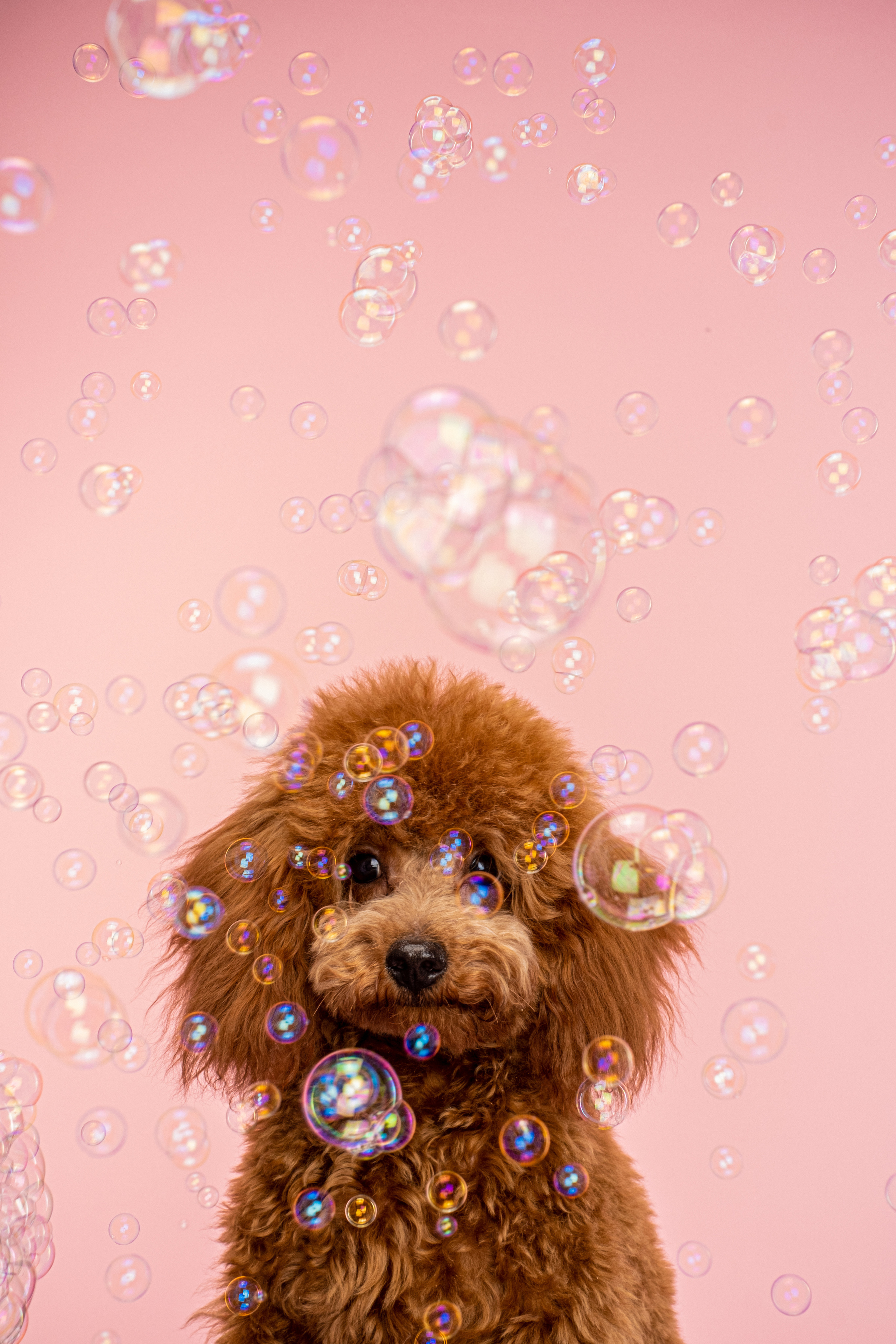 Груминг салон Bubble Staion. Семейный фотограф и анималист в Москве Анна Иванова