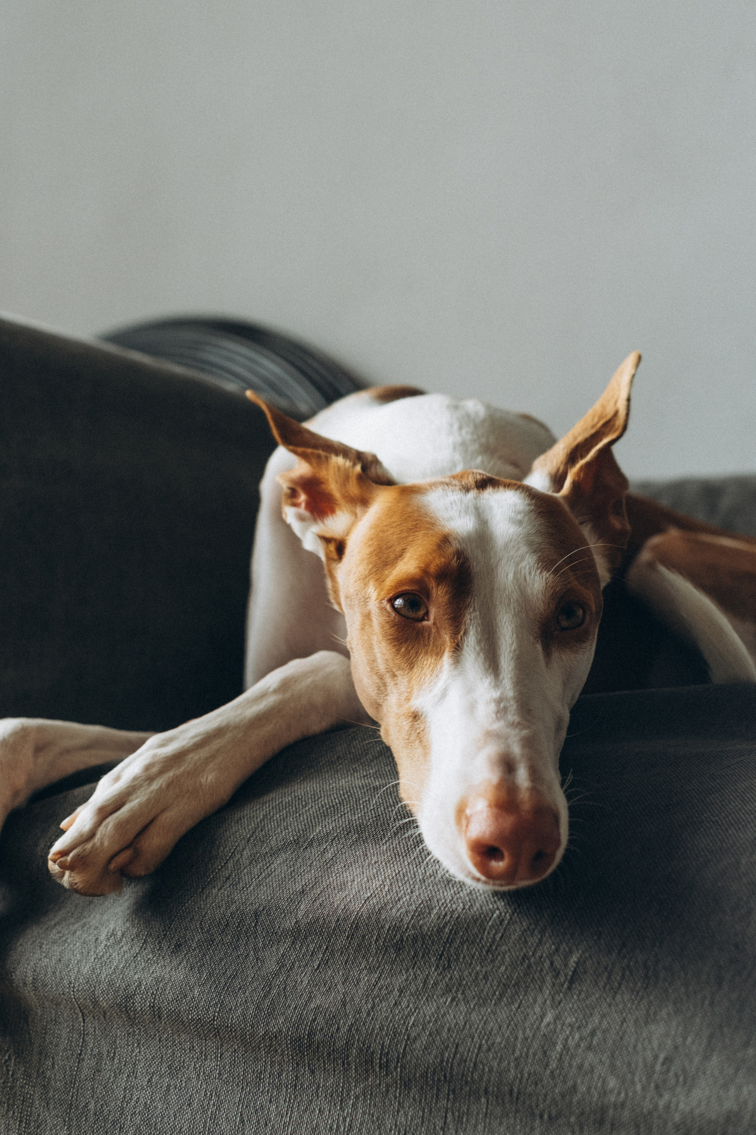 Мироша и её Хантер, Рик и Тэя. Семейный фотограф и анималист в Москве Анна Иванова