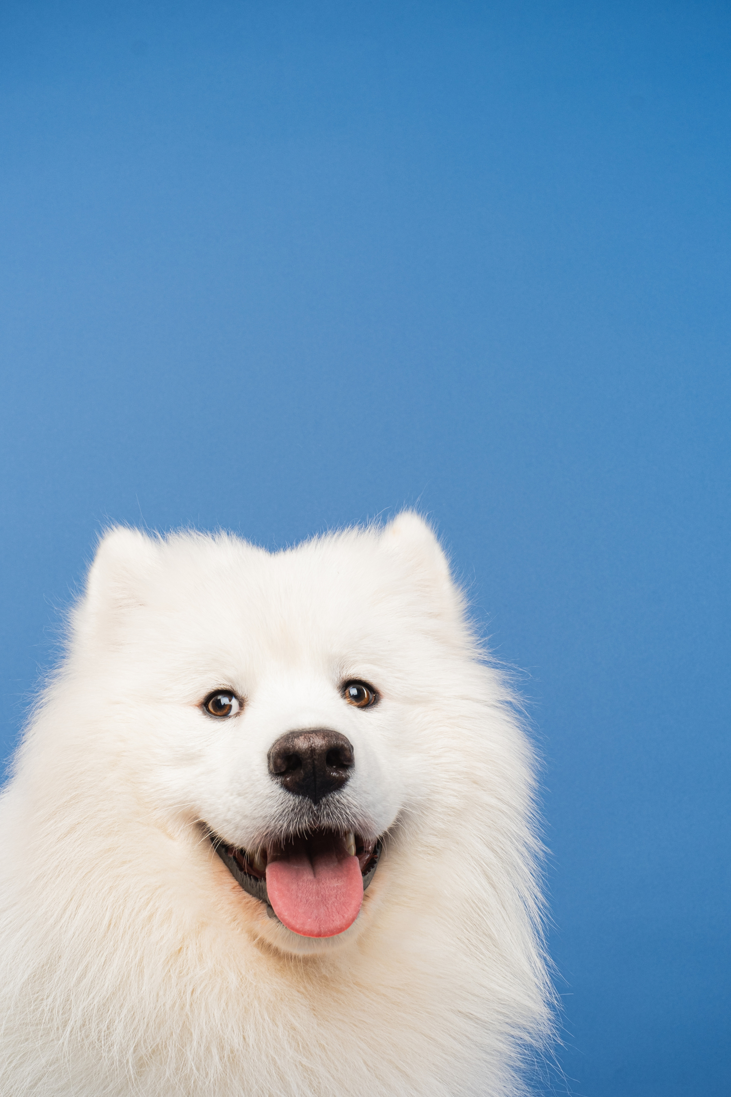 Груминг салон Bubble Staion. Семейный фотограф и анималист в Москве Анна Иванова