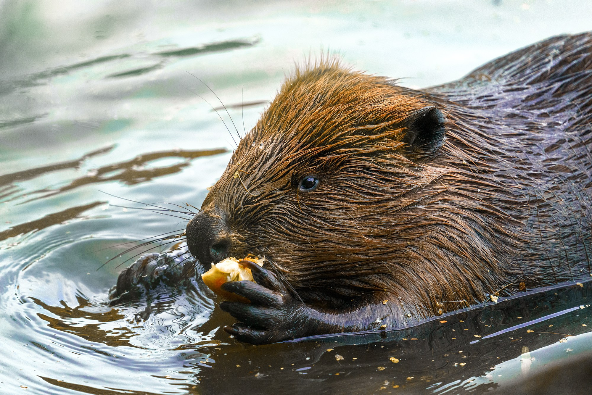 Животные. Ваш личный фотограф Марина Волкова